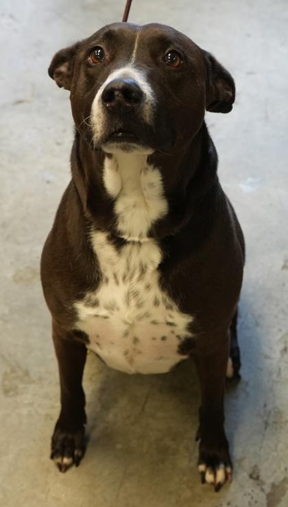 Romeo, Adoptable, Adult Male Labrador Retriever & Mixed Breed.