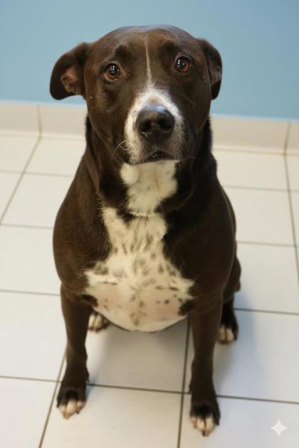 Enlarge Romeo, a Adoptable mixed breed in Bowling Green, KY image 2/3