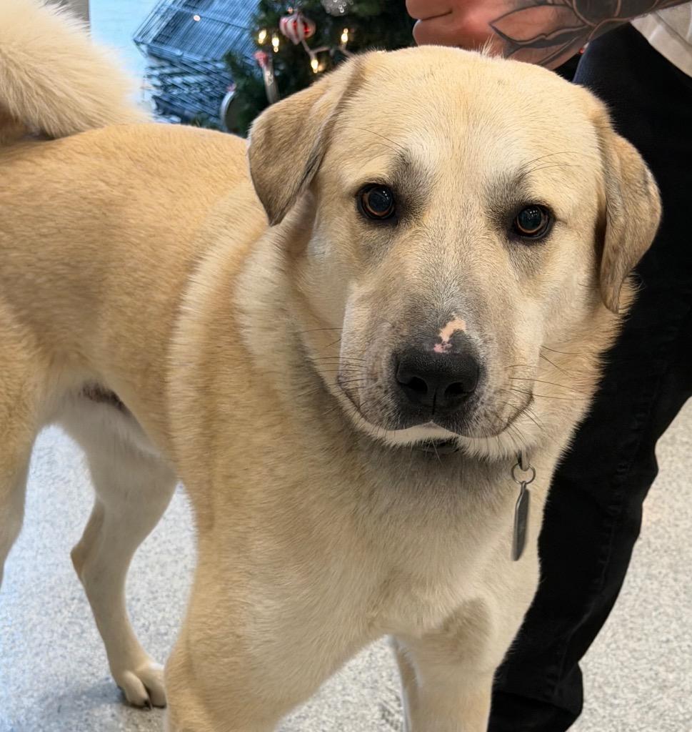 Bo, Adoptable, Adult Male Anatolian Shepherd & Labrador Retriever.