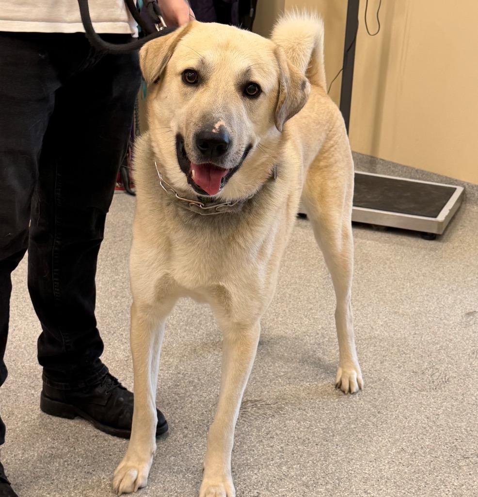 Enlarge Bo, a Adoptable mixed breed in Columbia, IL image 2/4