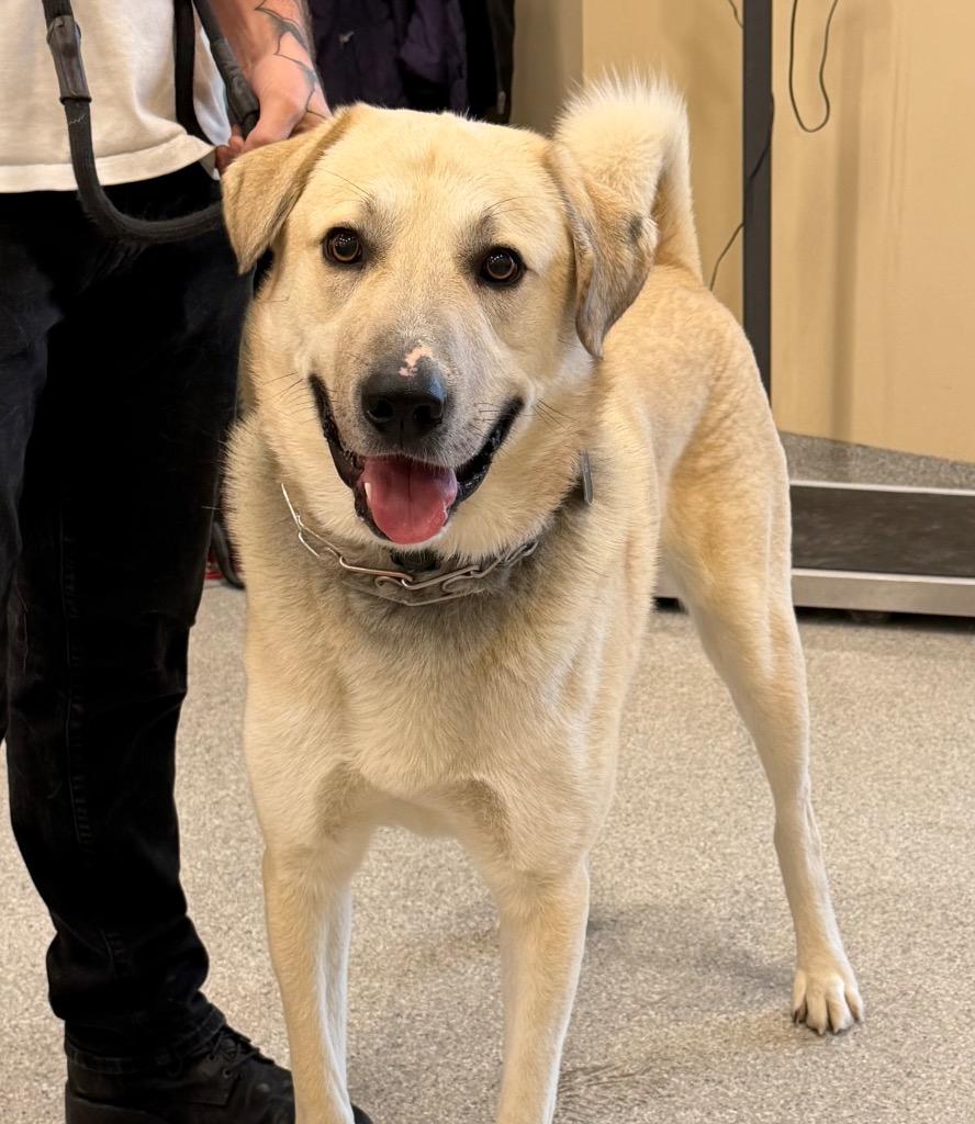 Enlarge Bo, a Adoptable mixed breed in Columbia, IL image 3/4