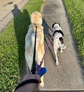 Enlarge Bo, a Adoptable mixed breed in Columbia, IL image 4/4