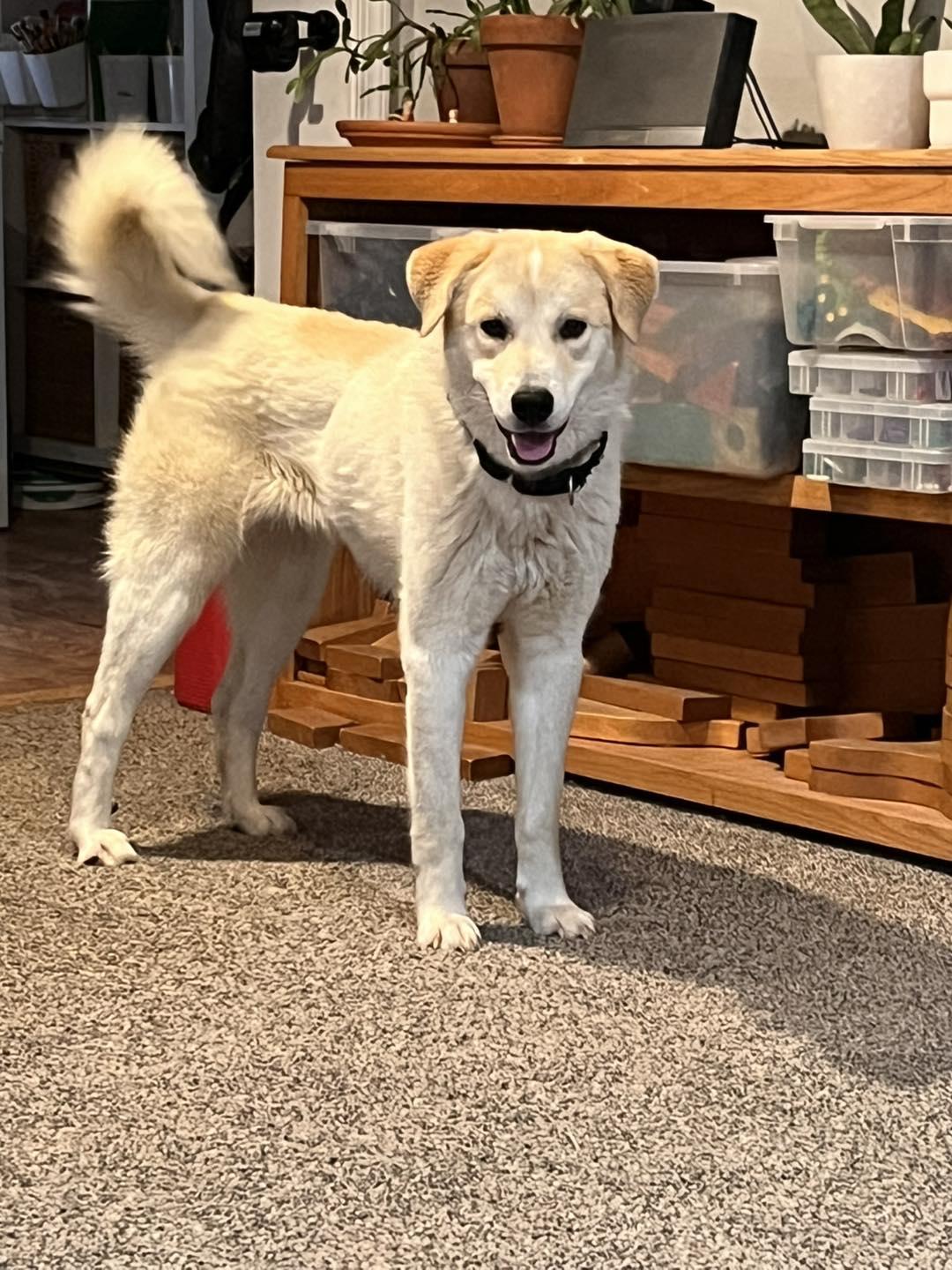 Cordelia, Adoptable, Young Female Labrador Retriever.