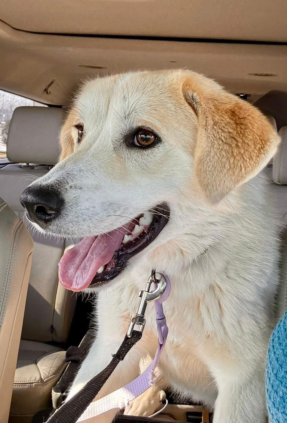 Enlarge Cordelia, a Adoptable Labrador Retriever in Glenmoore, PA image 2/3