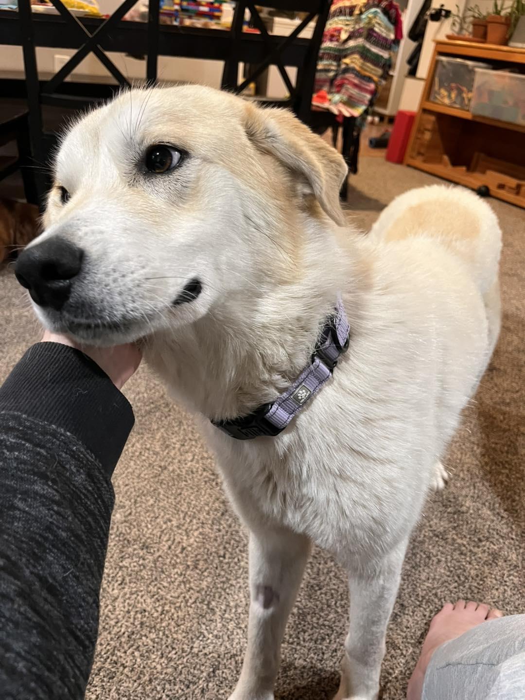 Enlarge Cordelia, a Adoptable Labrador Retriever in Glenmoore, PA image 3/3