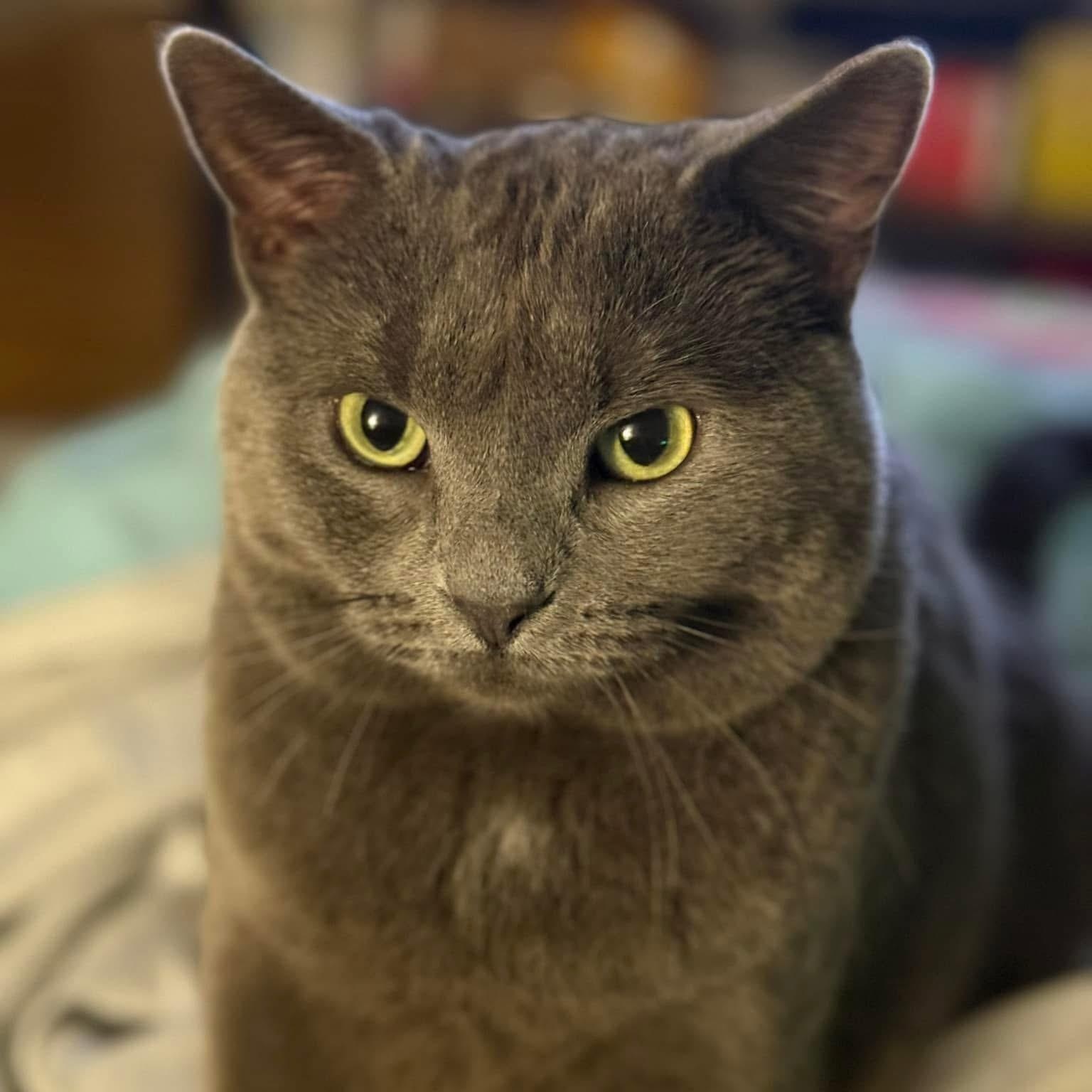 Enlarge Spencer, a Adoptable mixed breed in Newark, NJ image 2/6