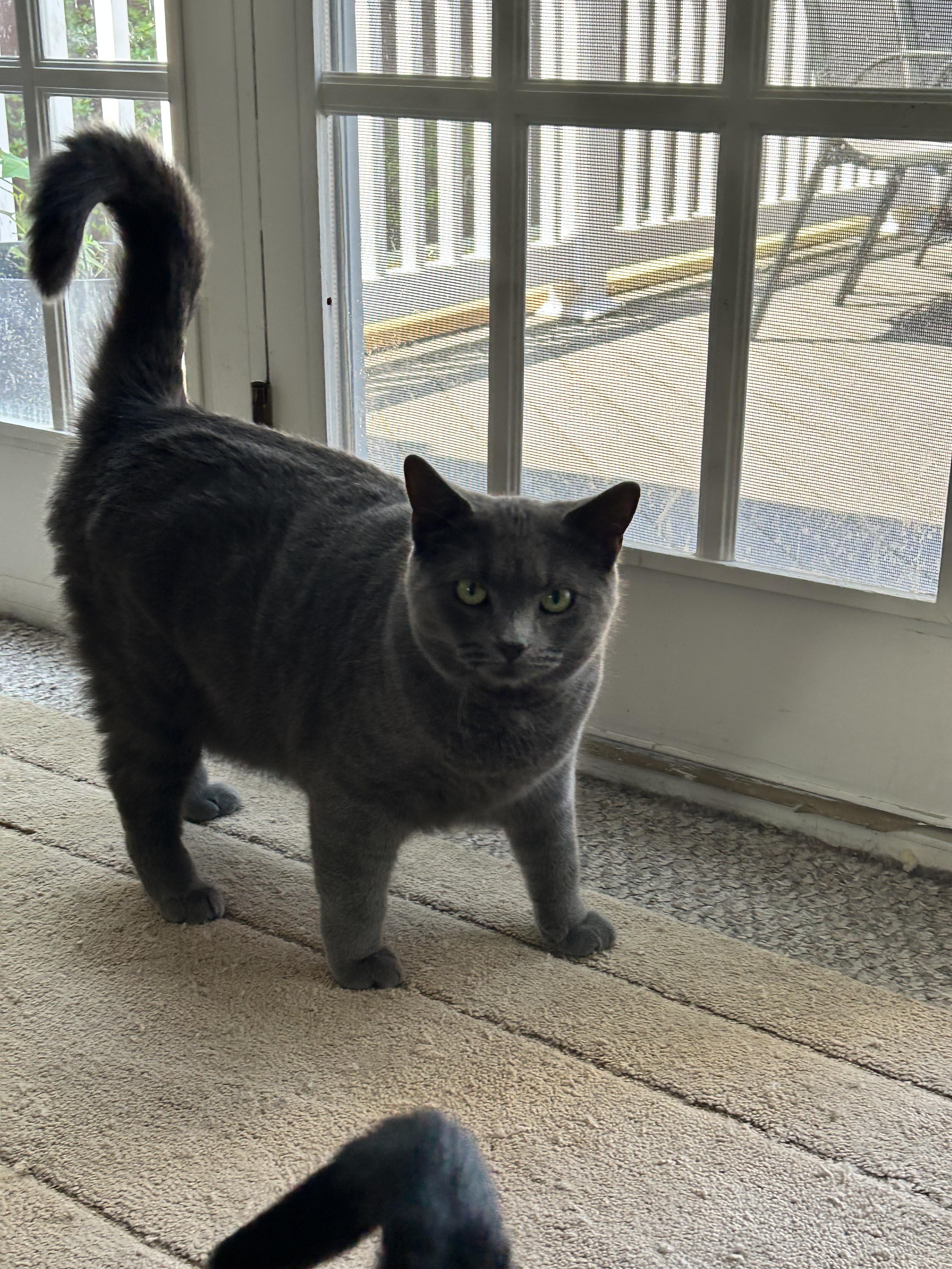 Enlarge Spencer, a Adoptable mixed breed in Newark, NJ image 5/6