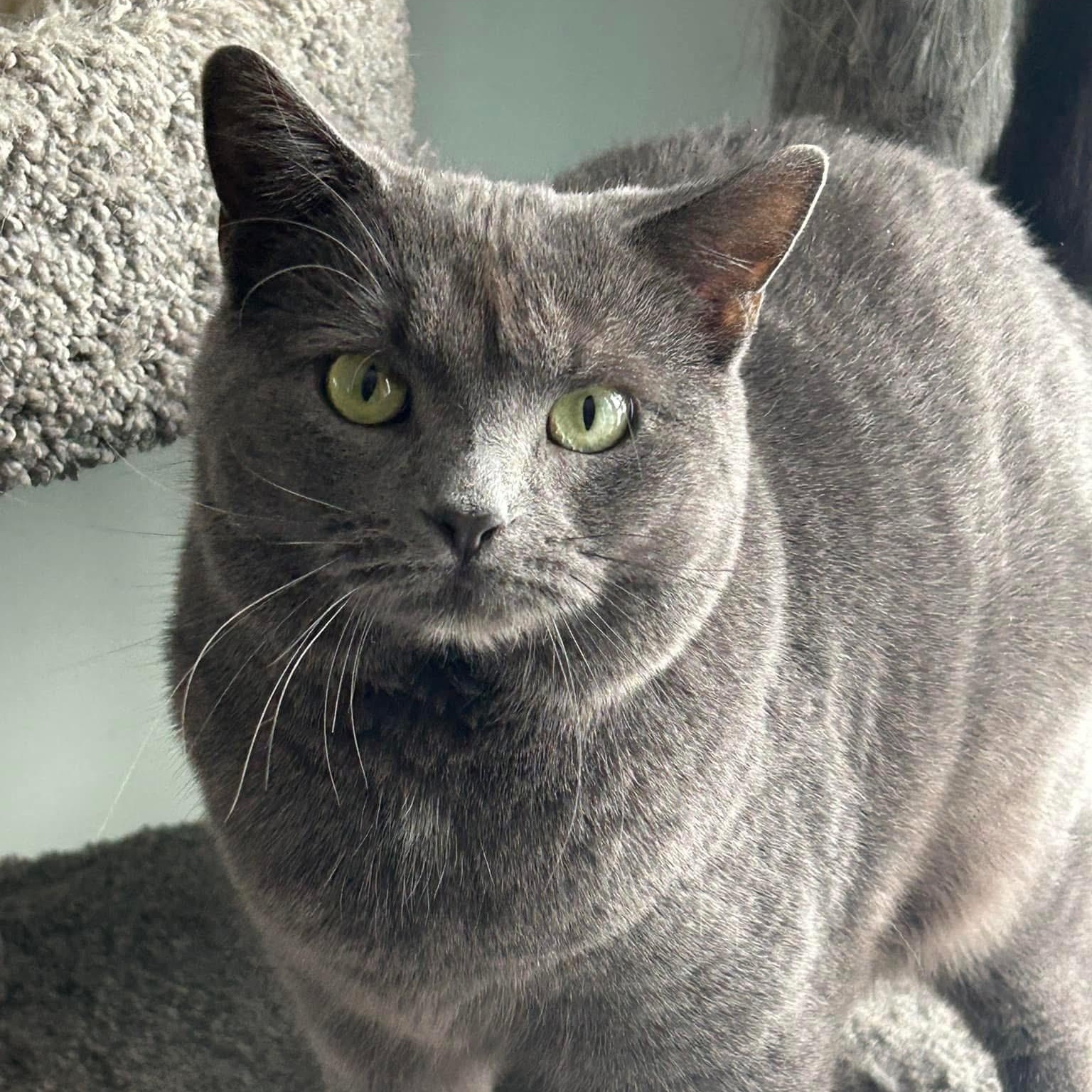 Enlarge Spencer, a Adoptable mixed breed in Newark, NJ image 3/6