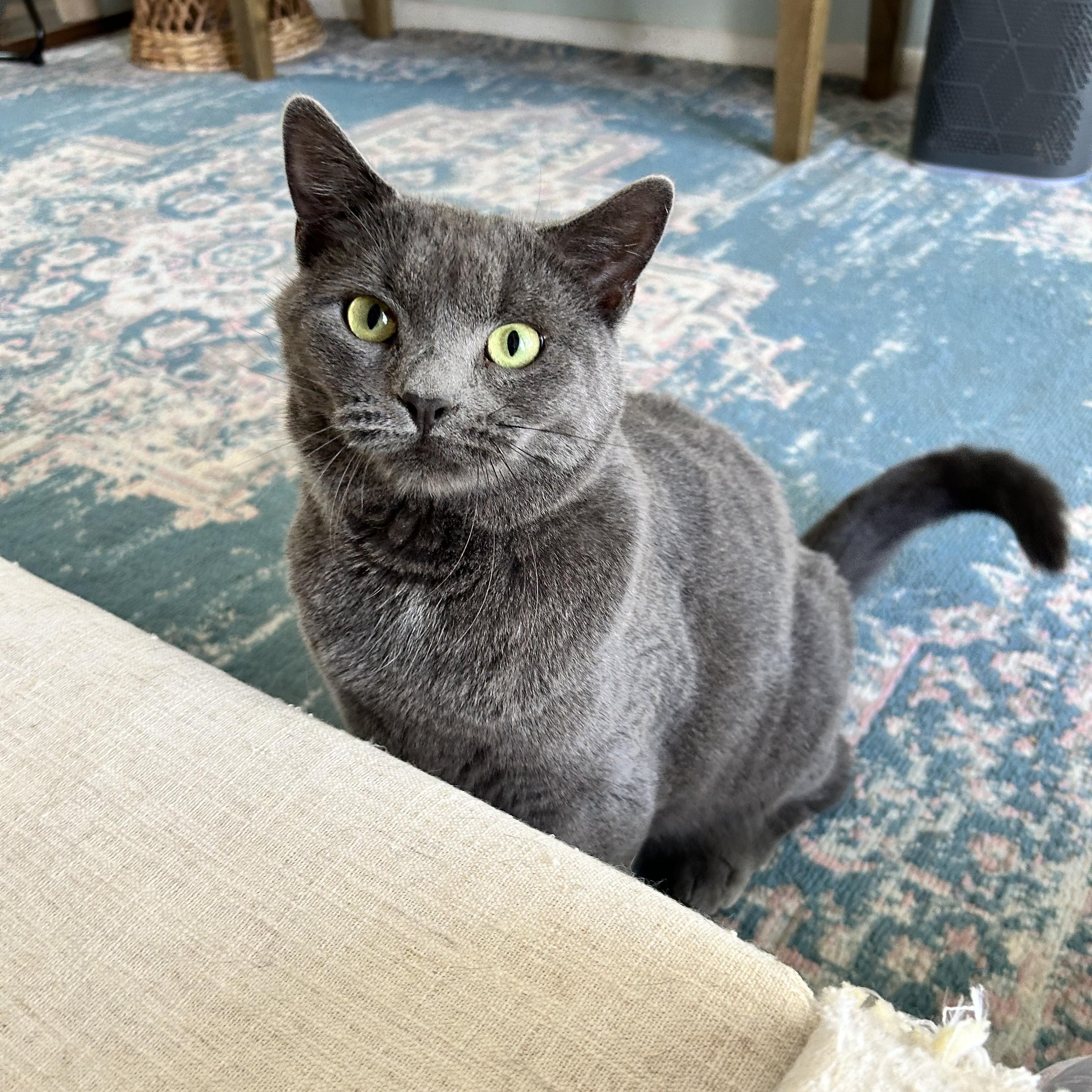 Enlarge Spencer, a Adoptable mixed breed in Newark, NJ image 1/6