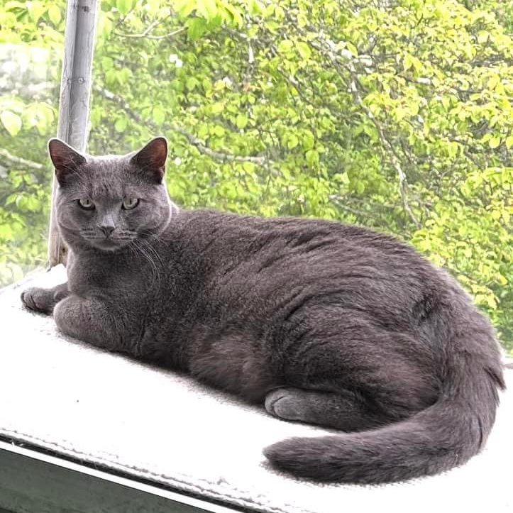 Enlarge Spencer, a Adoptable mixed breed in Newark, NJ image 4/6