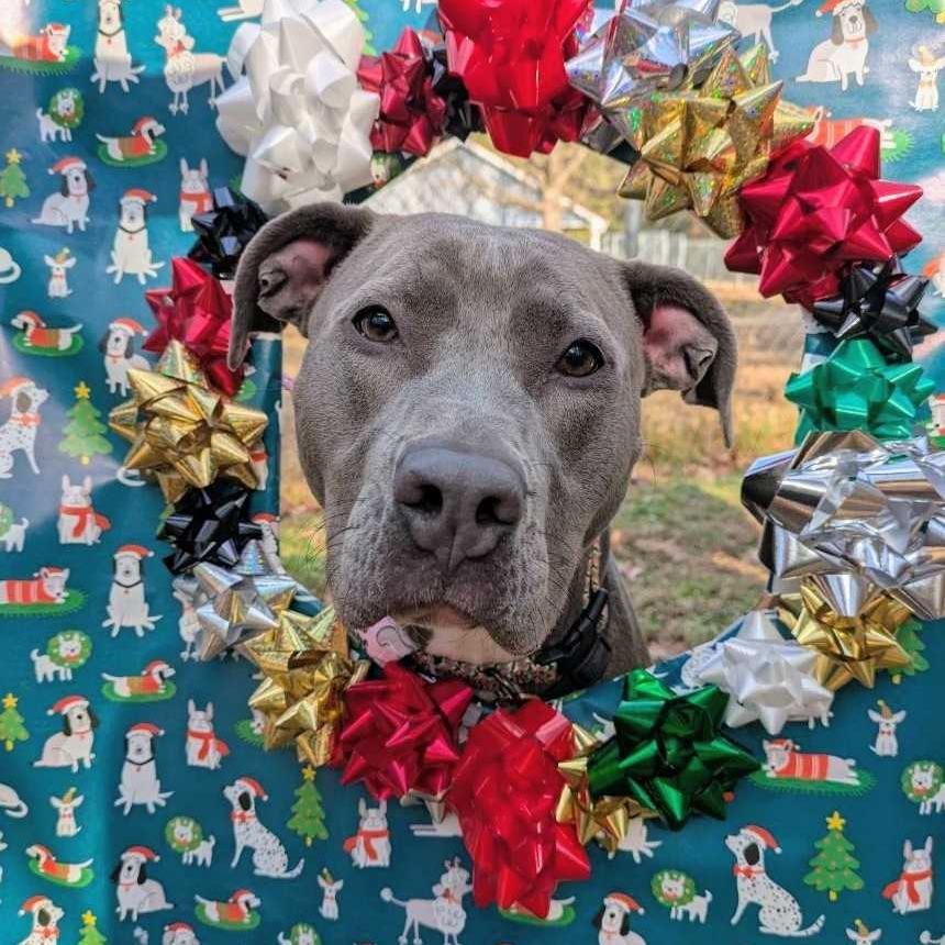 Wilma, Adoptable, Adult Female American Staffordshire Terrier.