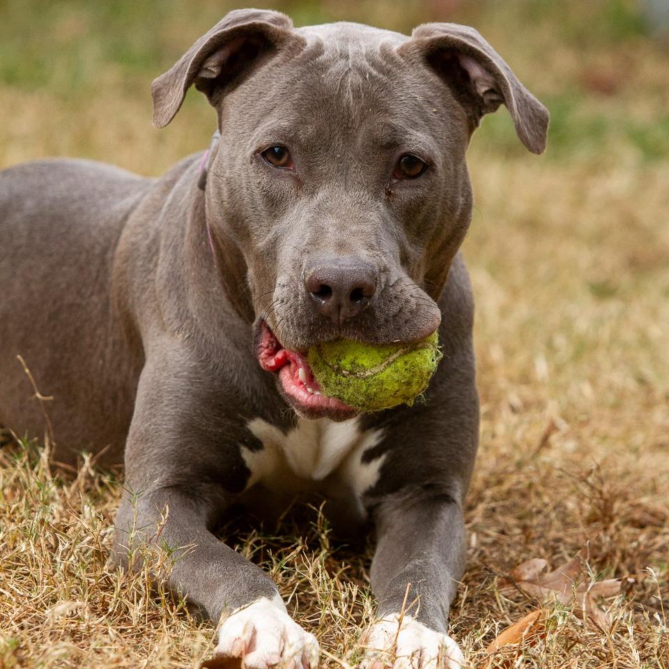 Enlarge Wilma, a Adoptable American Staffordshire Terrier in Richmond, VA image 3/6