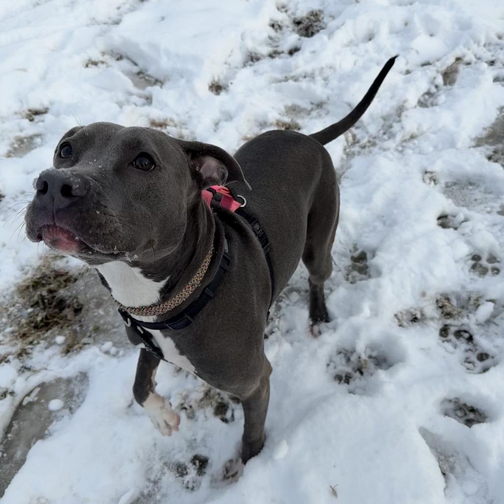 Enlarge Wilma, a Adoptable American Staffordshire Terrier in Richmond, VA image 4/6