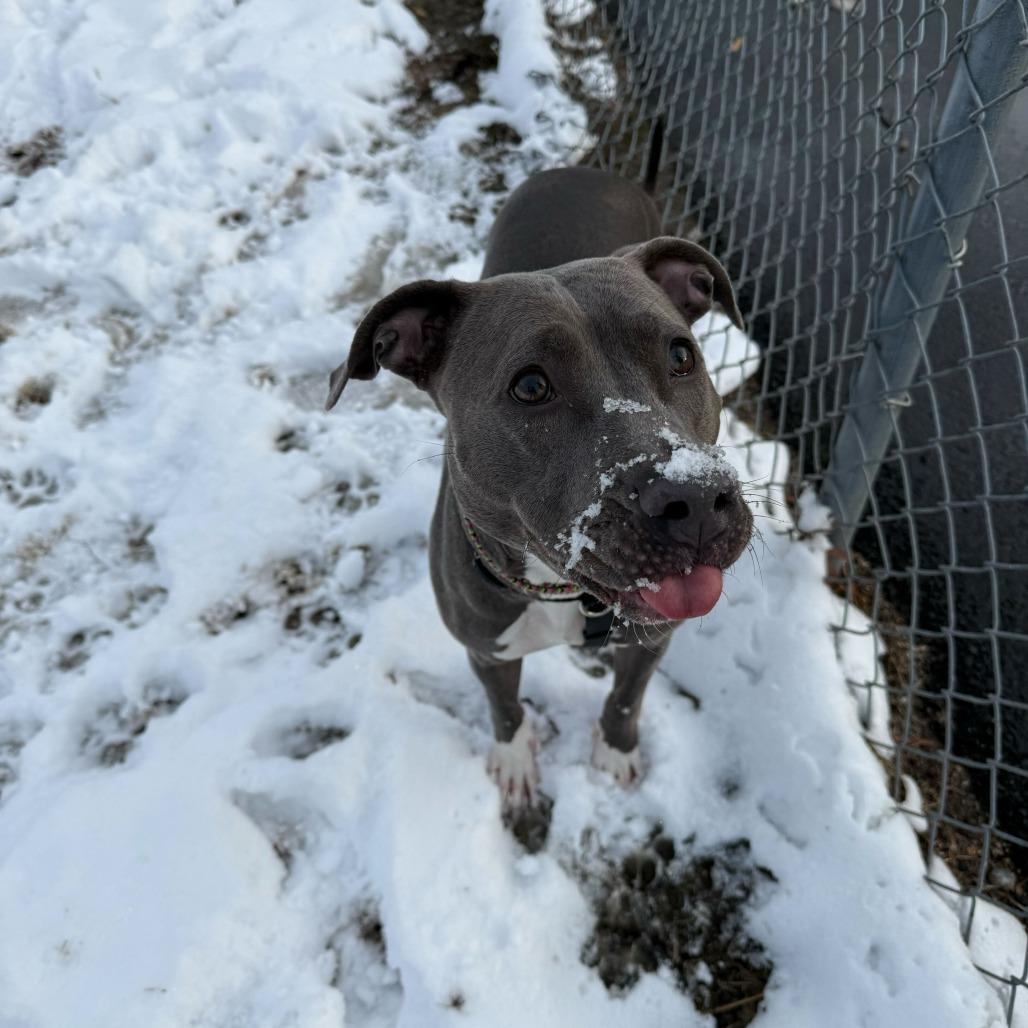 Enlarge Wilma, a Adoptable American Staffordshire Terrier in Richmond, VA image 5/6