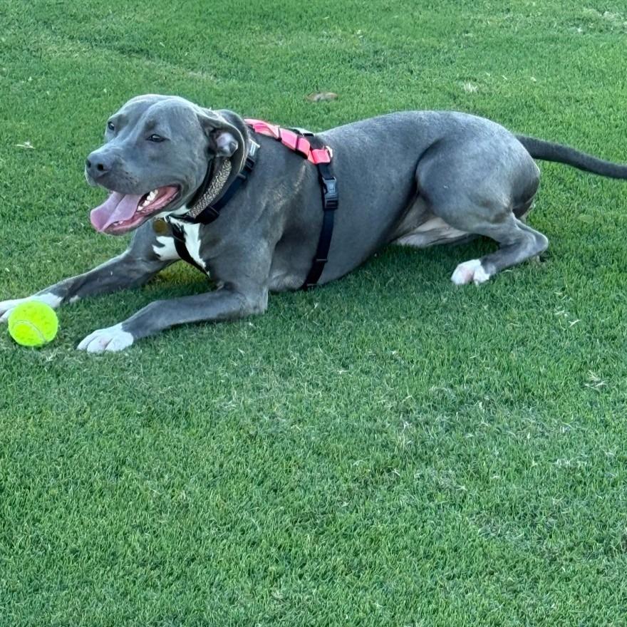 Enlarge Wilma, a Adoptable American Staffordshire Terrier in Richmond, VA image 6/6