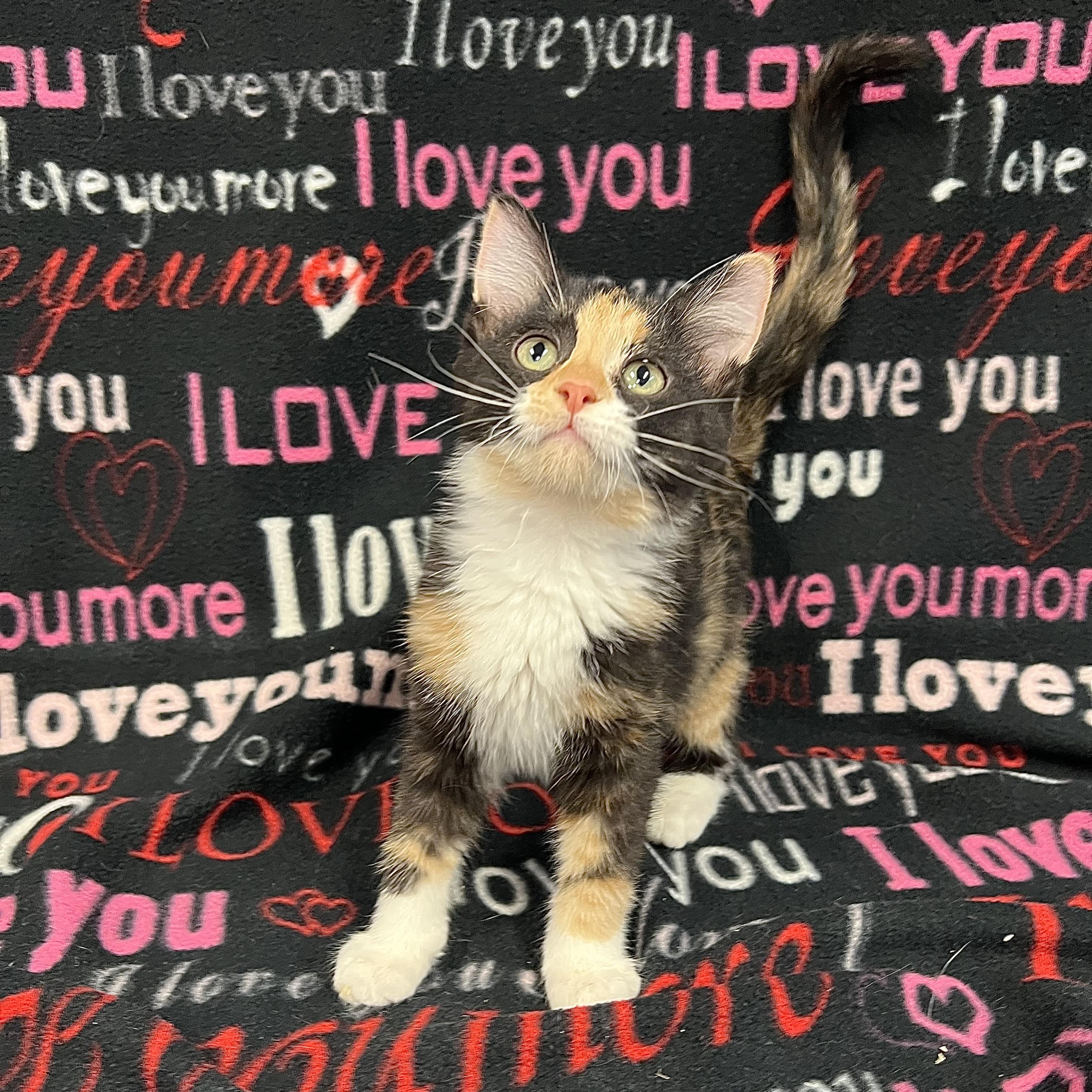 Eskimo, adopted, Kitten Female Domestic Medium Hair.