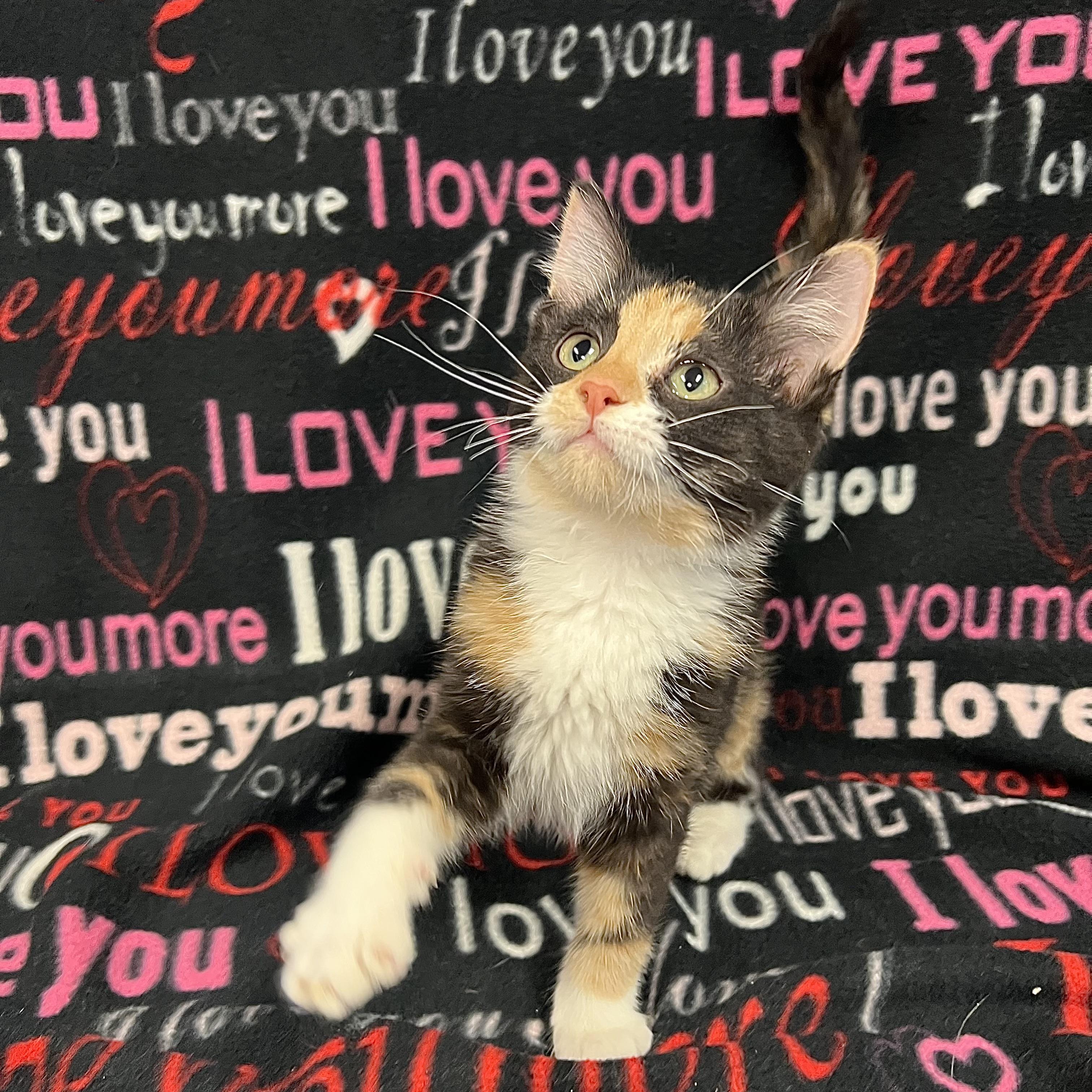 Enlarge Eskimo, an adopted Domestic Medium Hair in Fairmont, MN image 3/3