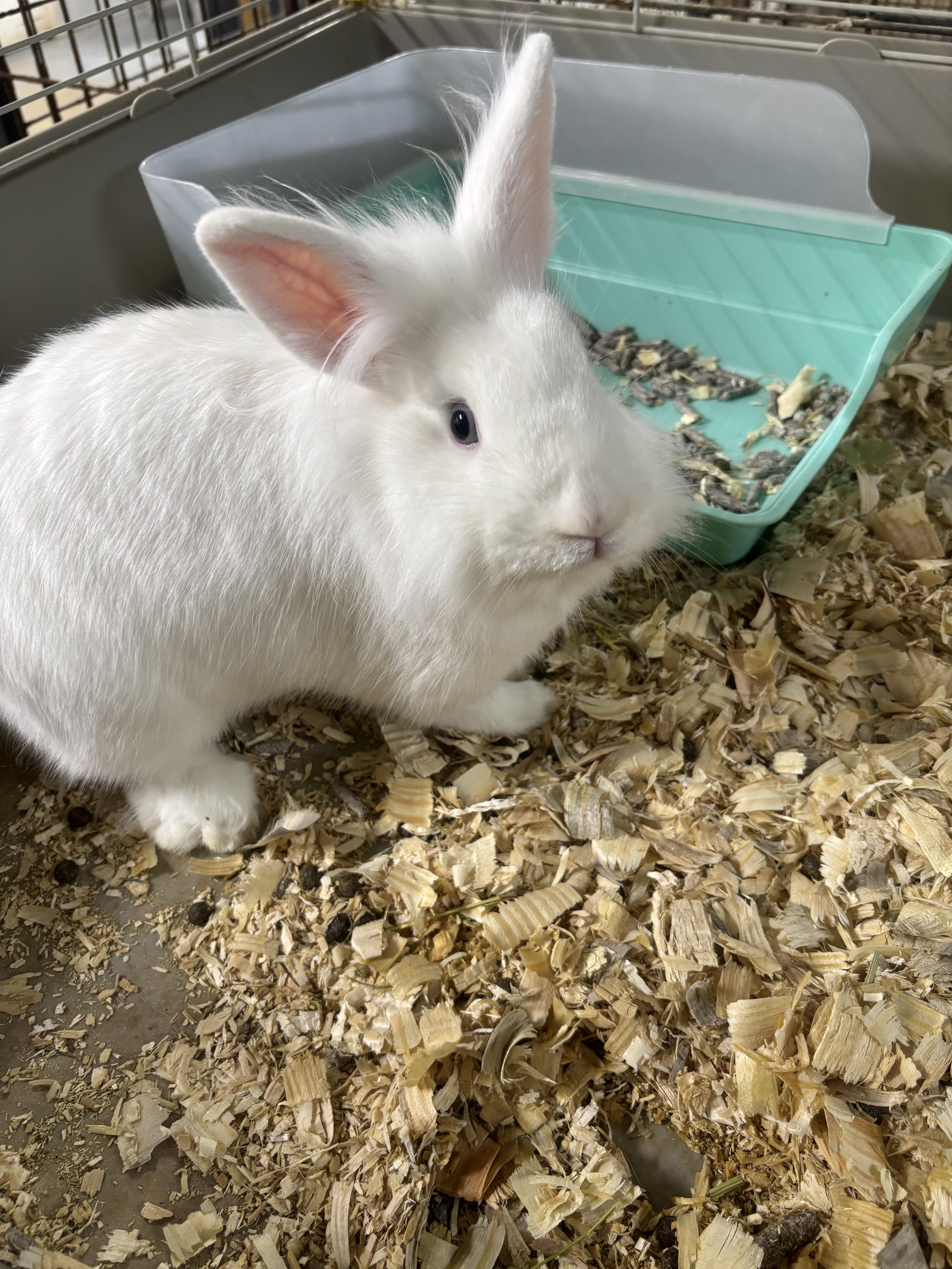 Pudding and Merengue, Adoptable, Young Male Lionhead.