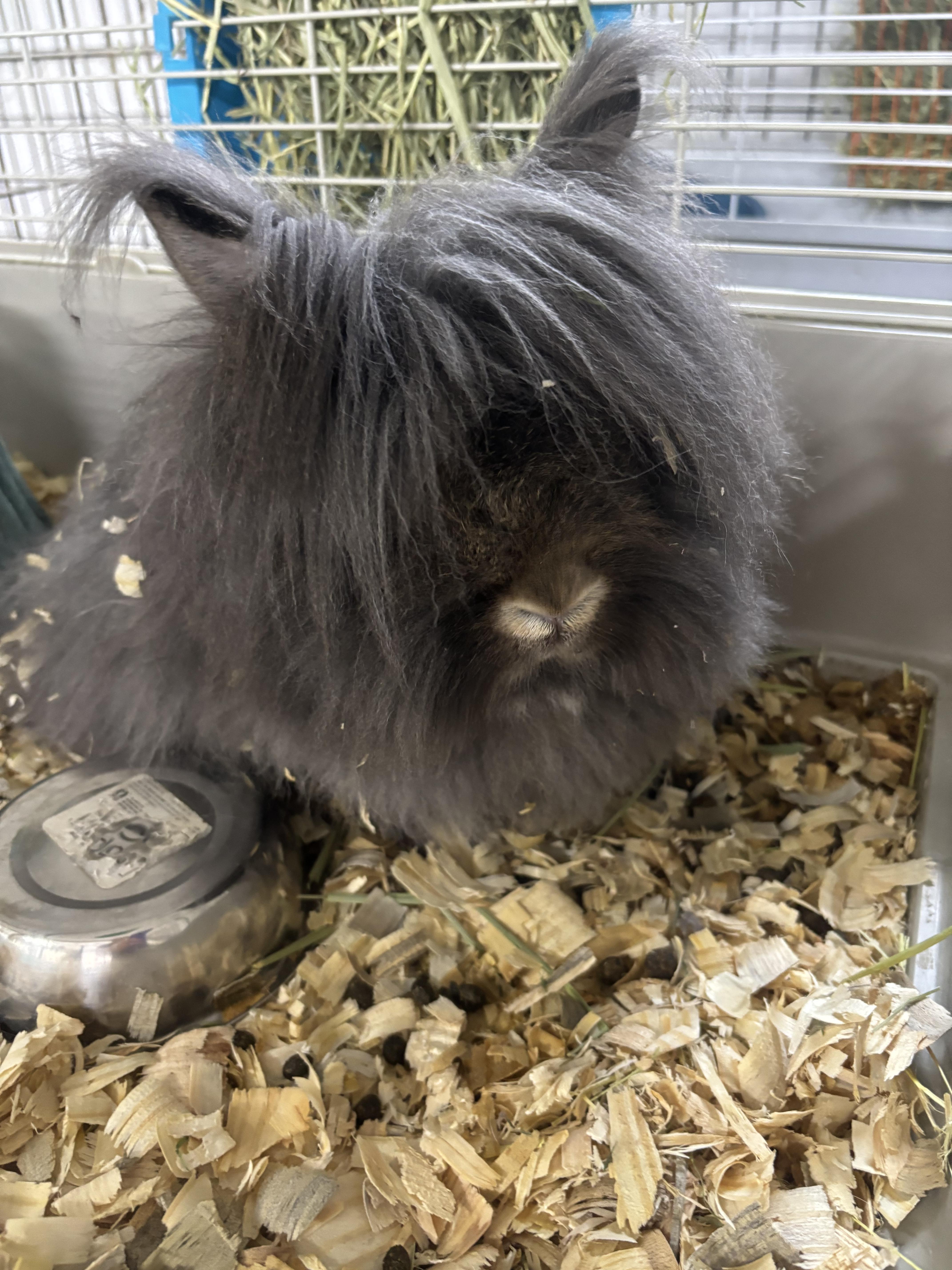 Pudding and Merengue, a Adoptable mixed breed in North Haven, CT image 2/2