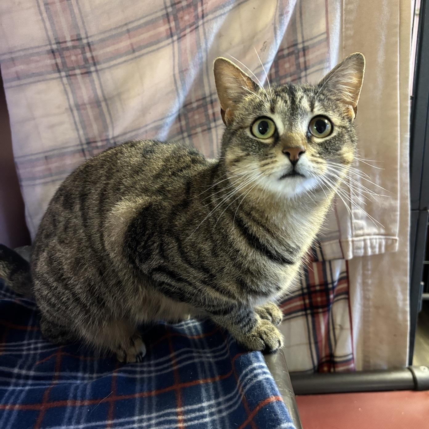 Enlarge Hope, an adopted Domestic Short Hair in DeWitt, NY image 1/2