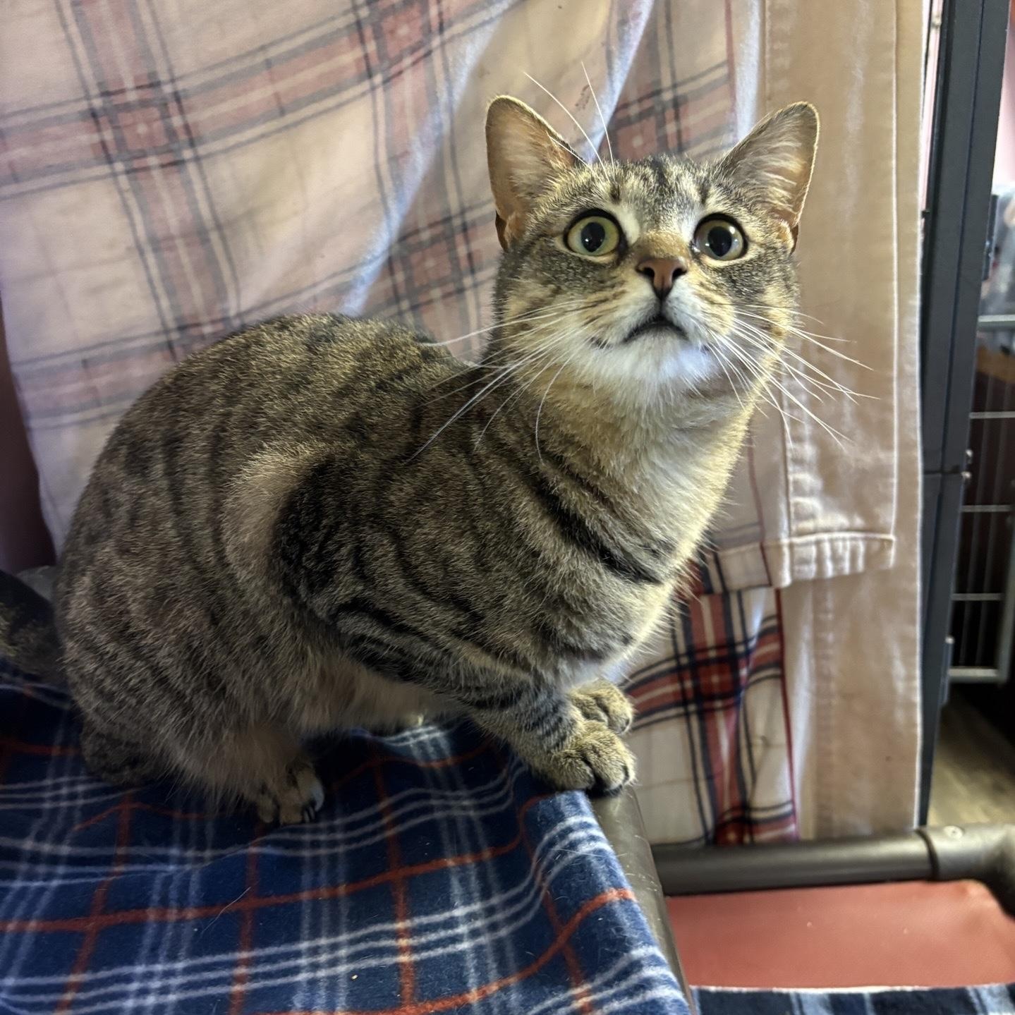 Enlarge Hope, an adopted Domestic Short Hair in DeWitt, NY image 2/2