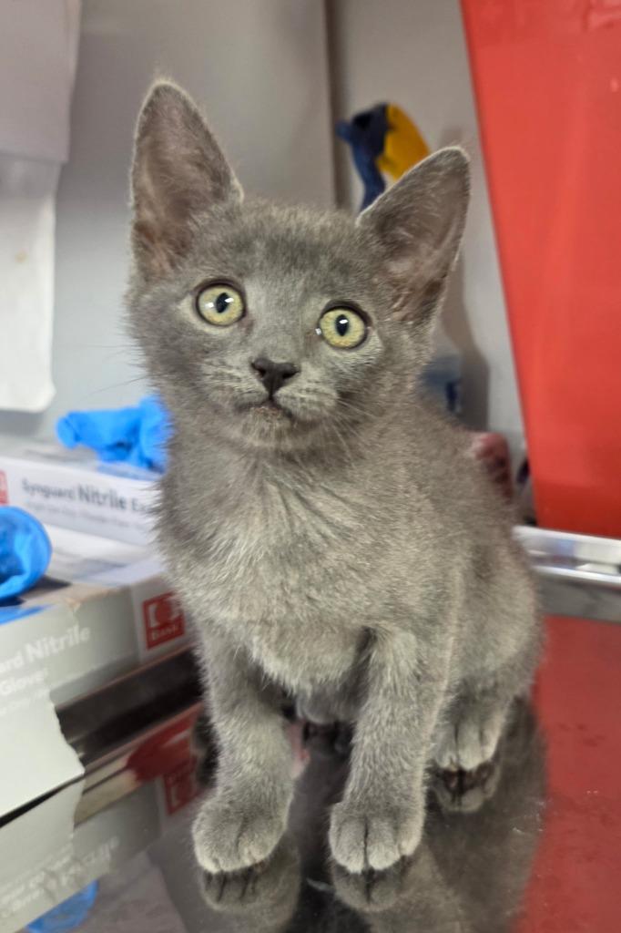 Melody, Adoptable, Kitten Female Domestic Long Hair.