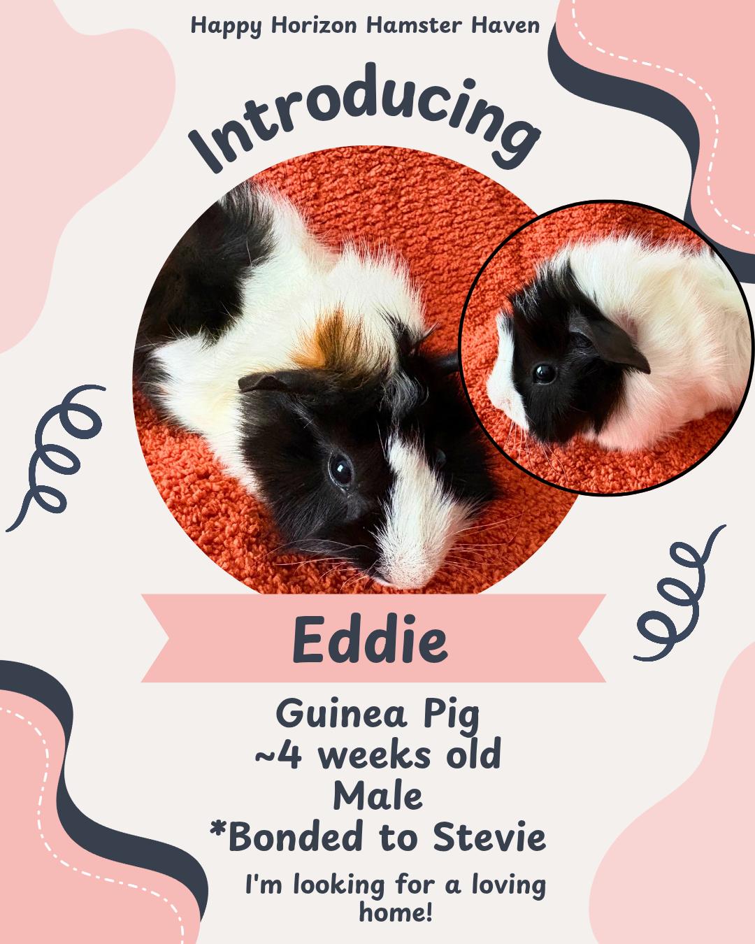 Enlarge Eddie, a ADOPTABLE Guinea Pig in West Chester, OH image 1/1