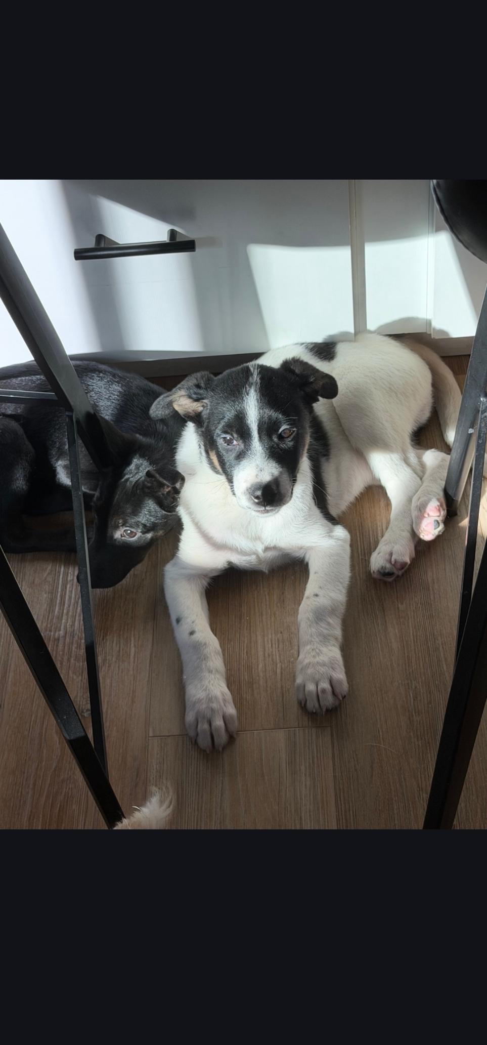 Enlarge joaquin, a Adoptable Australian Cattle Dog / Blue Heeler in Hardin, MT image 1/1