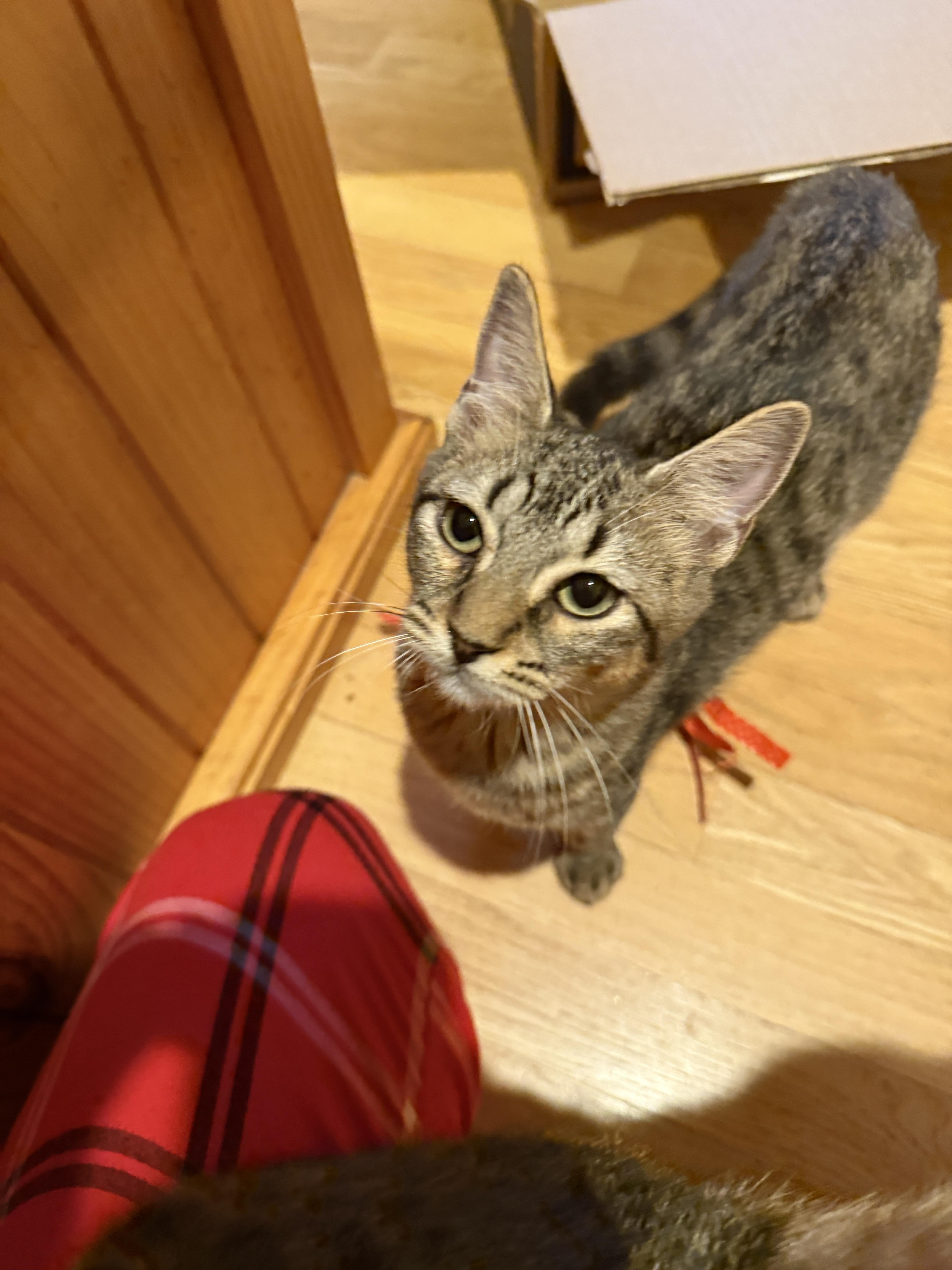Mango, ADOPTABLE, Kitten Female Domestic Short Hair.