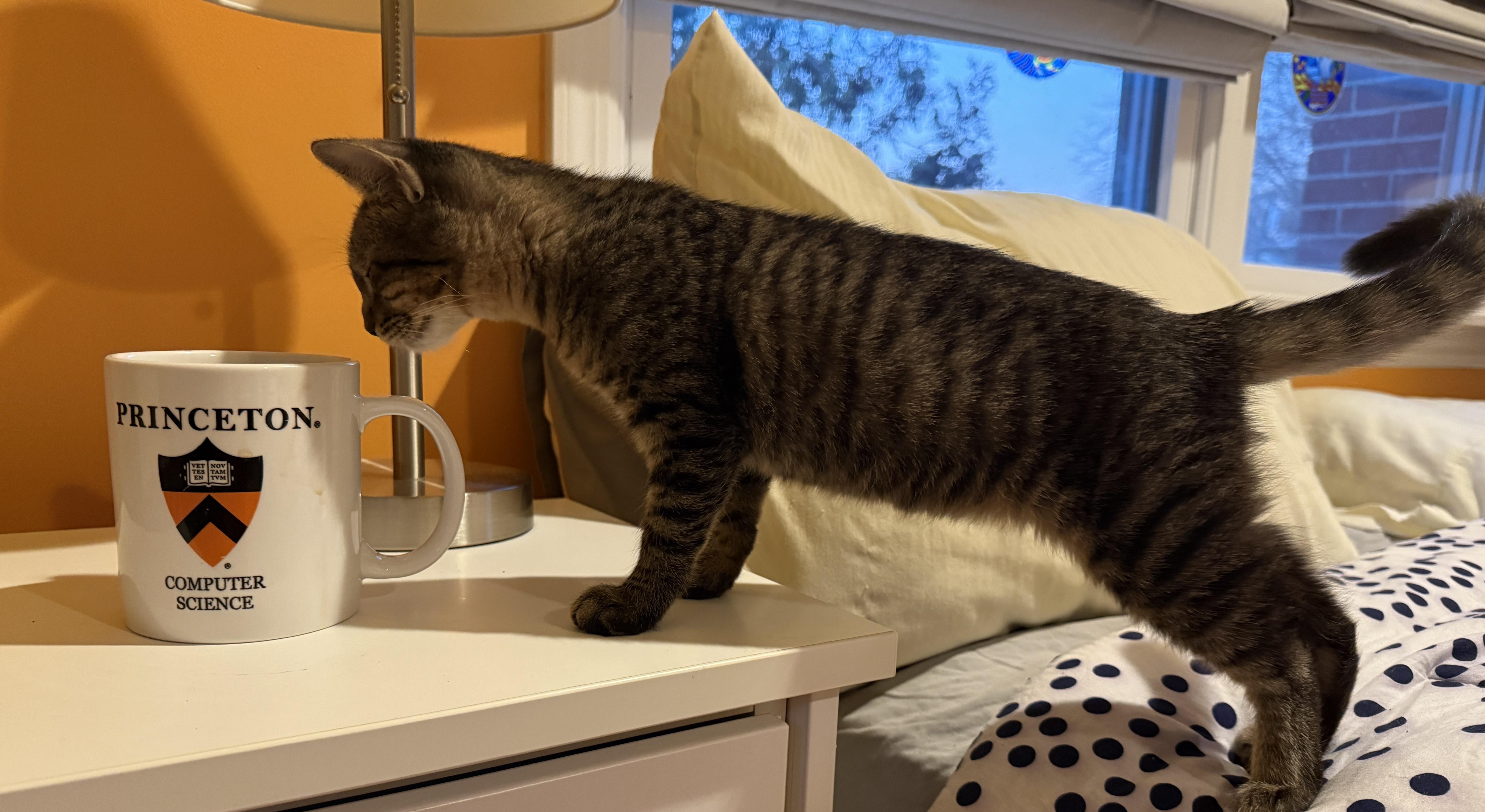 Enlarge Mango, a ADOPTABLE Domestic Short Hair in Princeton, NJ image 2/3