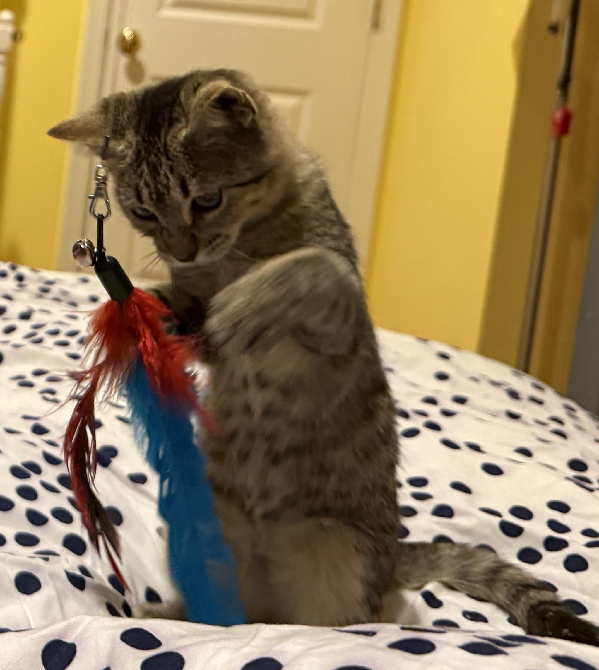 Enlarge Mango, a ADOPTABLE Domestic Short Hair in Princeton, NJ image 3/3