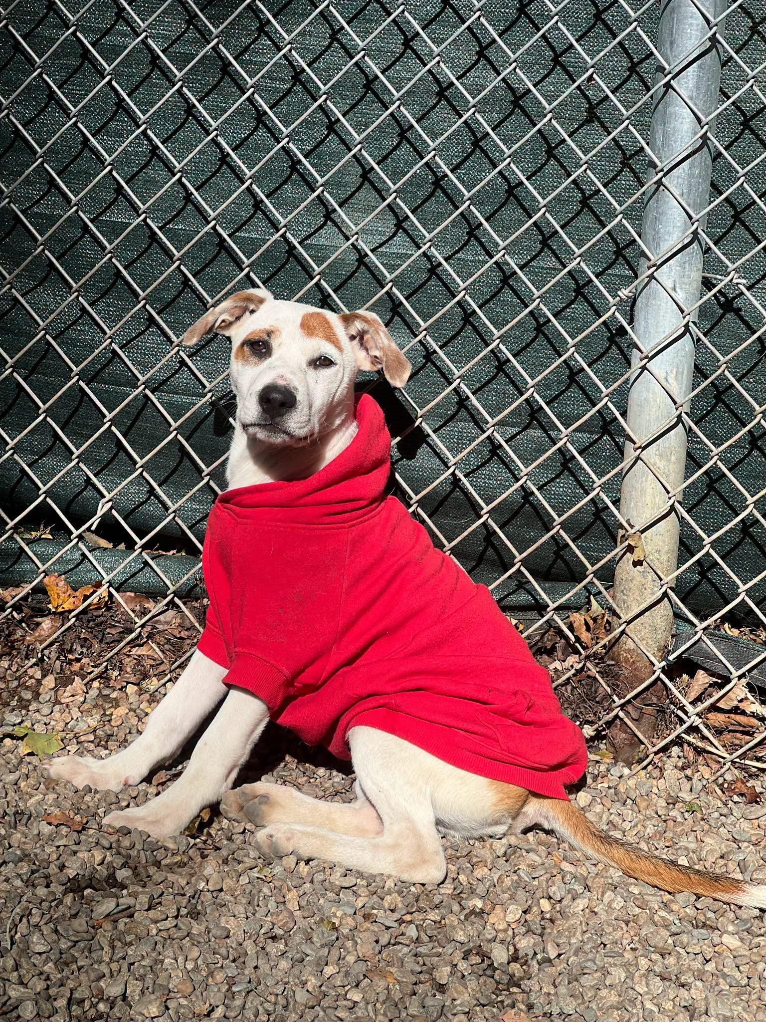 Charlie, Adoptable, Puppy Male Mixed Breed.