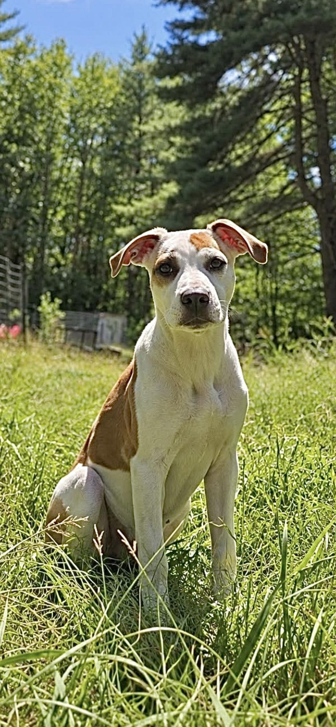 Enlarge Charlie, a Adoptable mixed breed in Berwick, ME image 3/4