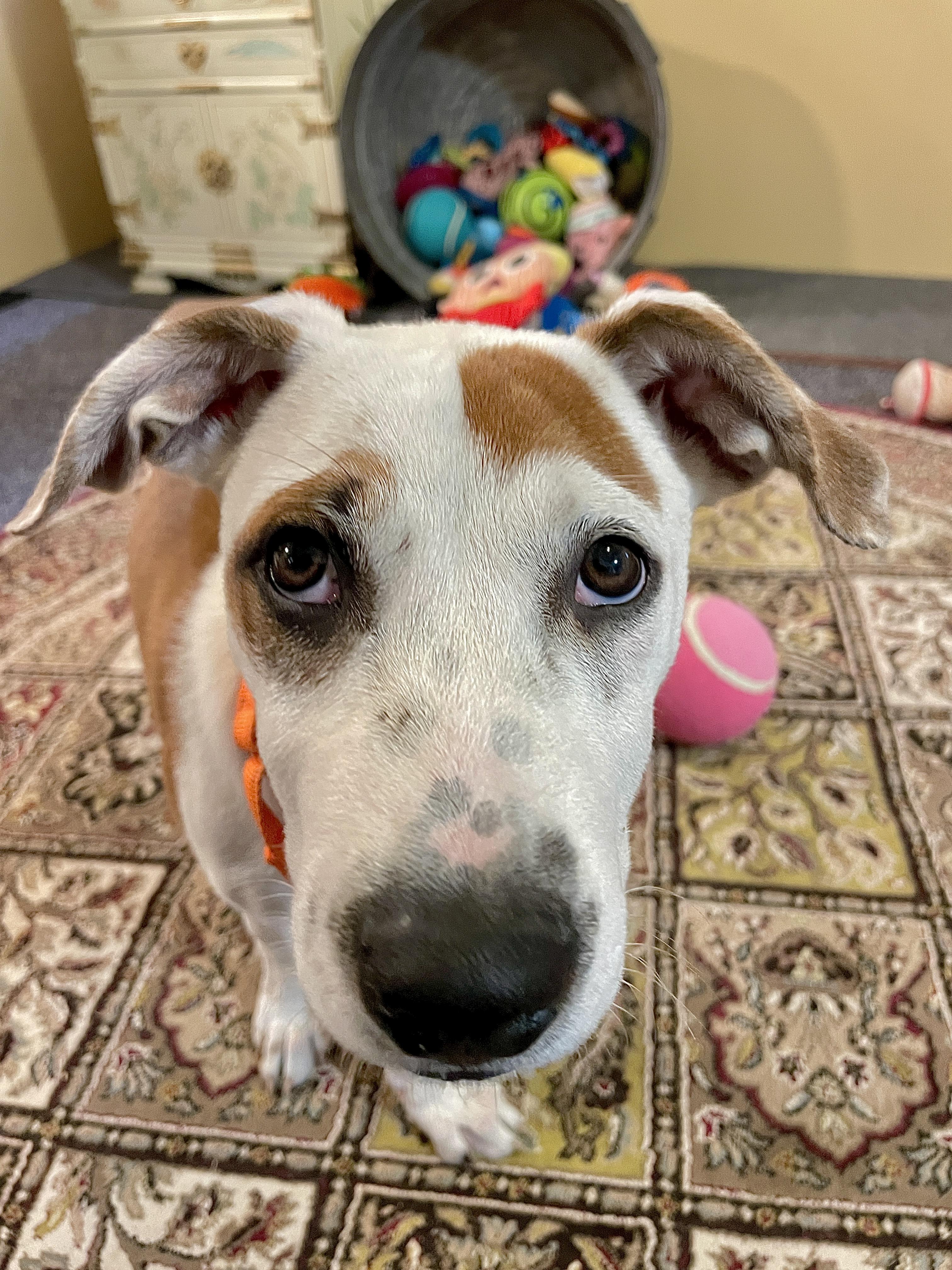 Enlarge Charlie, a Adoptable mixed breed in Berwick, ME image 2/4