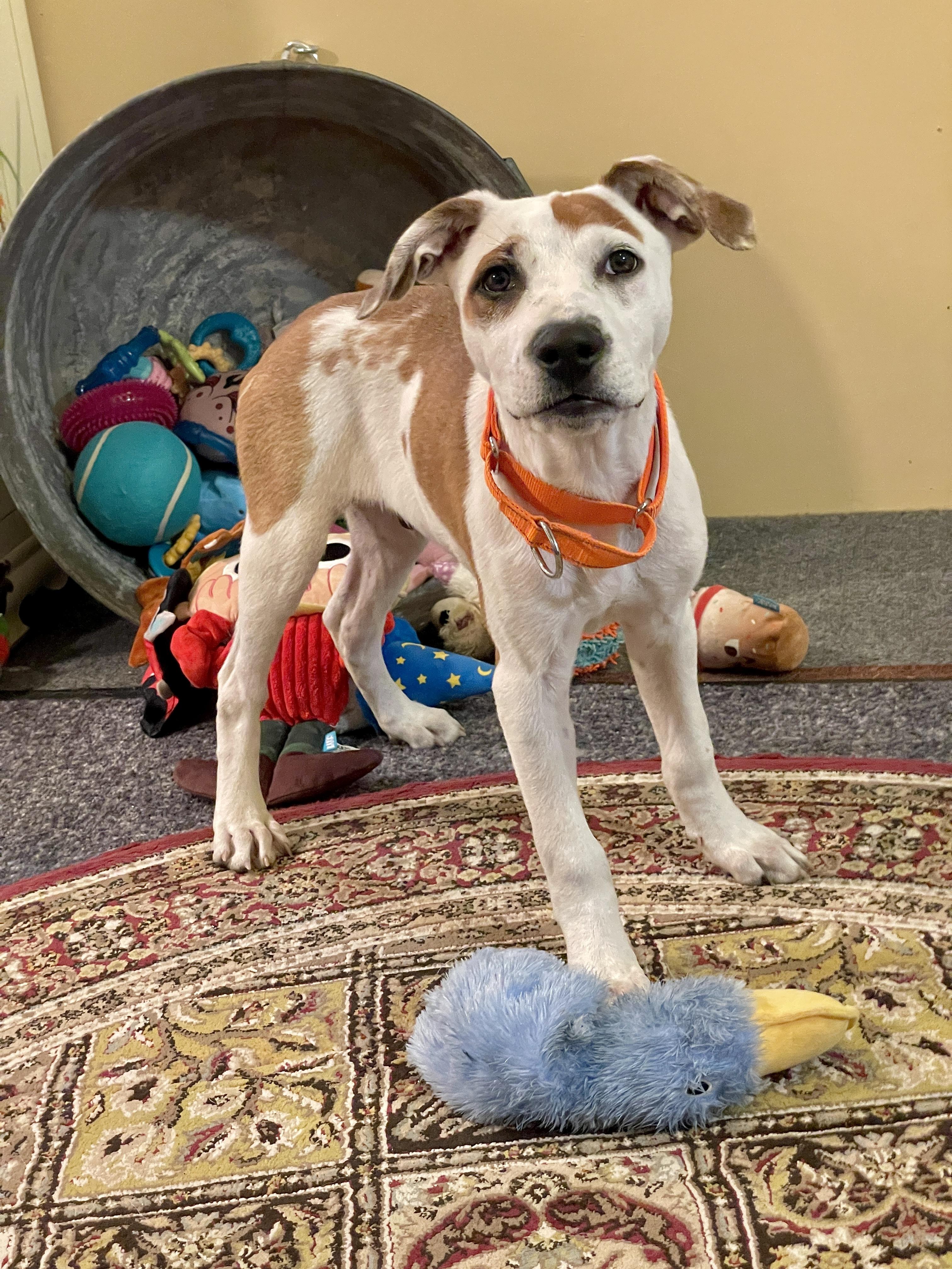 Enlarge Charlie, a Adoptable mixed breed in Berwick, ME image 4/4