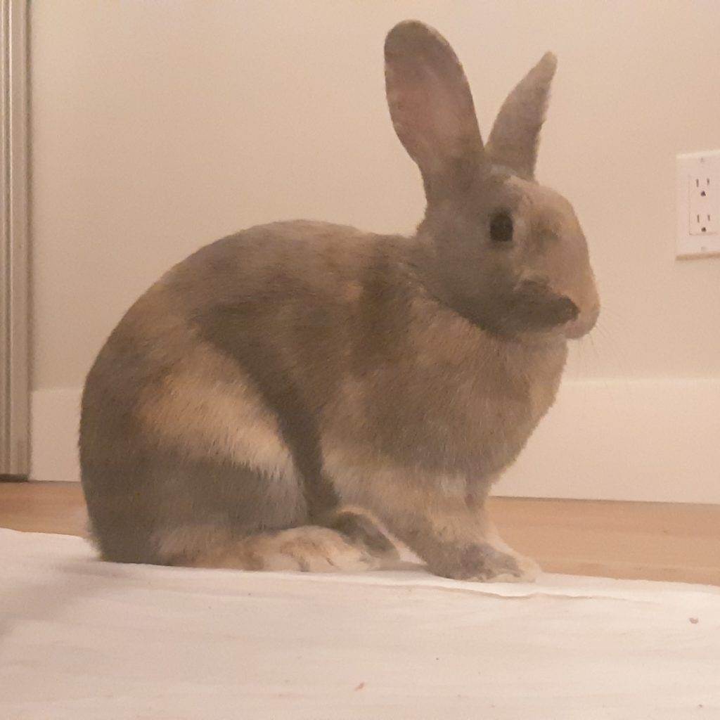 Enlarge Sky & Ringo (Vancouver), a Adoptable mixed breed in Vancouver, BC image 1/15