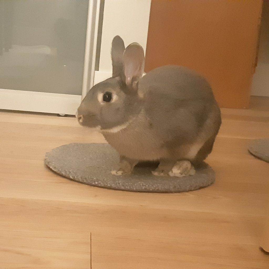 Enlarge Sky & Ringo (Vancouver), a Adoptable mixed breed in Vancouver, BC image 2/15