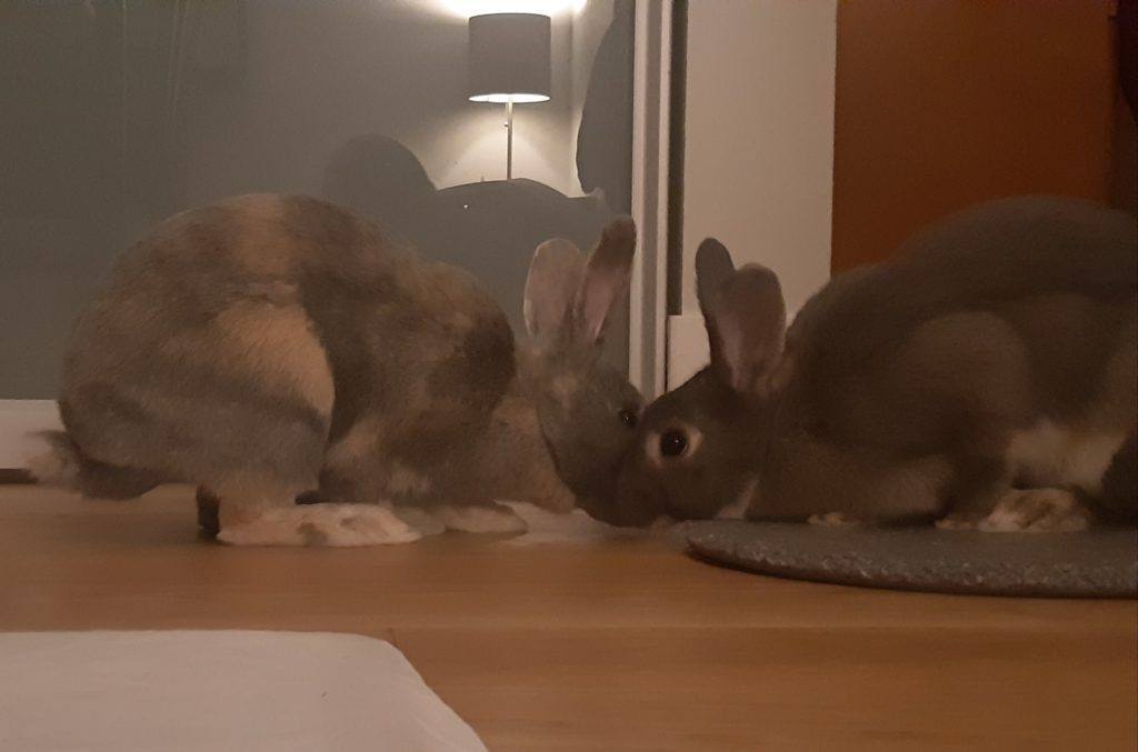 Enlarge Sky & Ringo (Vancouver), a Adoptable mixed breed in Vancouver, BC image 3/15