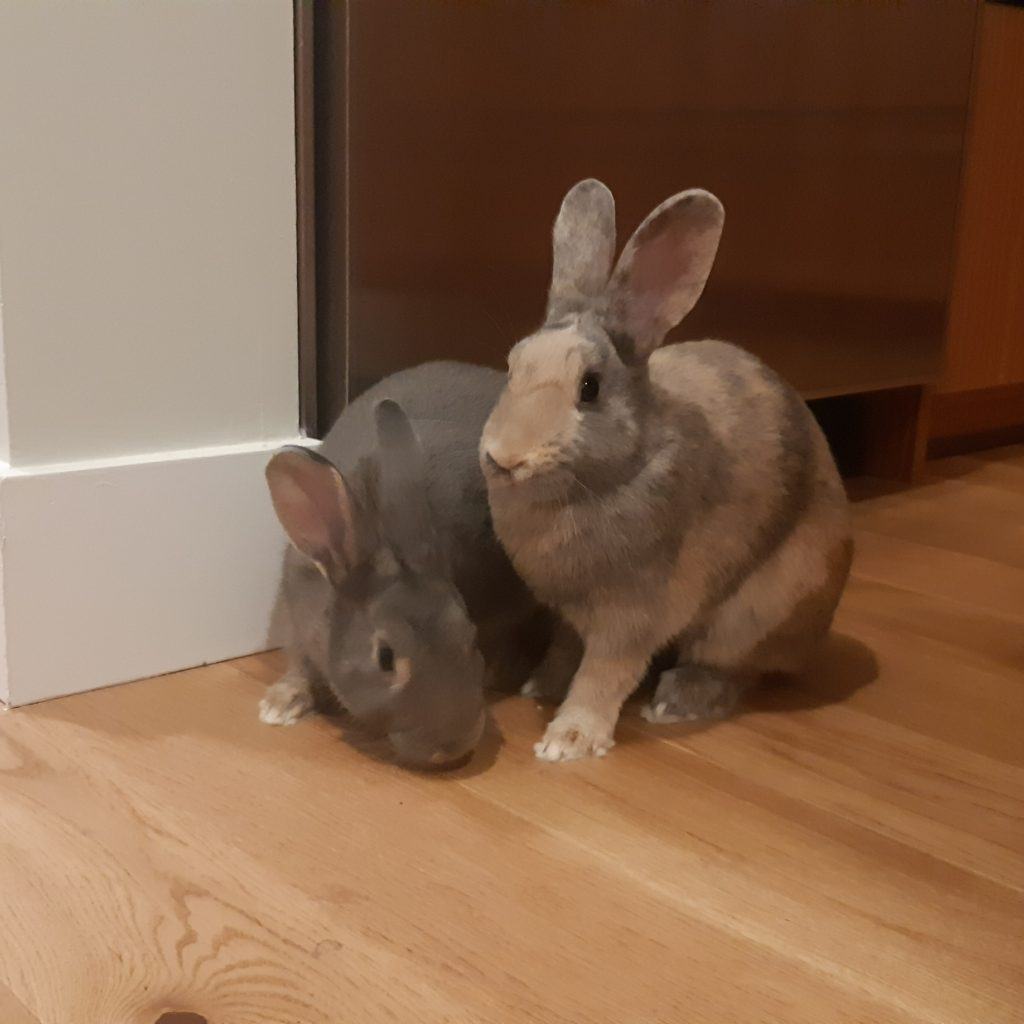 Enlarge Sky & Ringo (Vancouver), a Adoptable mixed breed in Vancouver, BC image 4/15