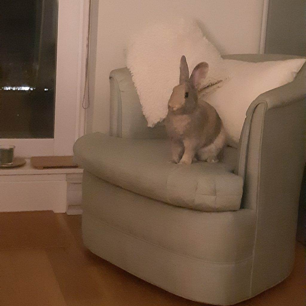 Enlarge Sky & Ringo (Vancouver), a Adoptable mixed breed in Vancouver, BC image 5/15