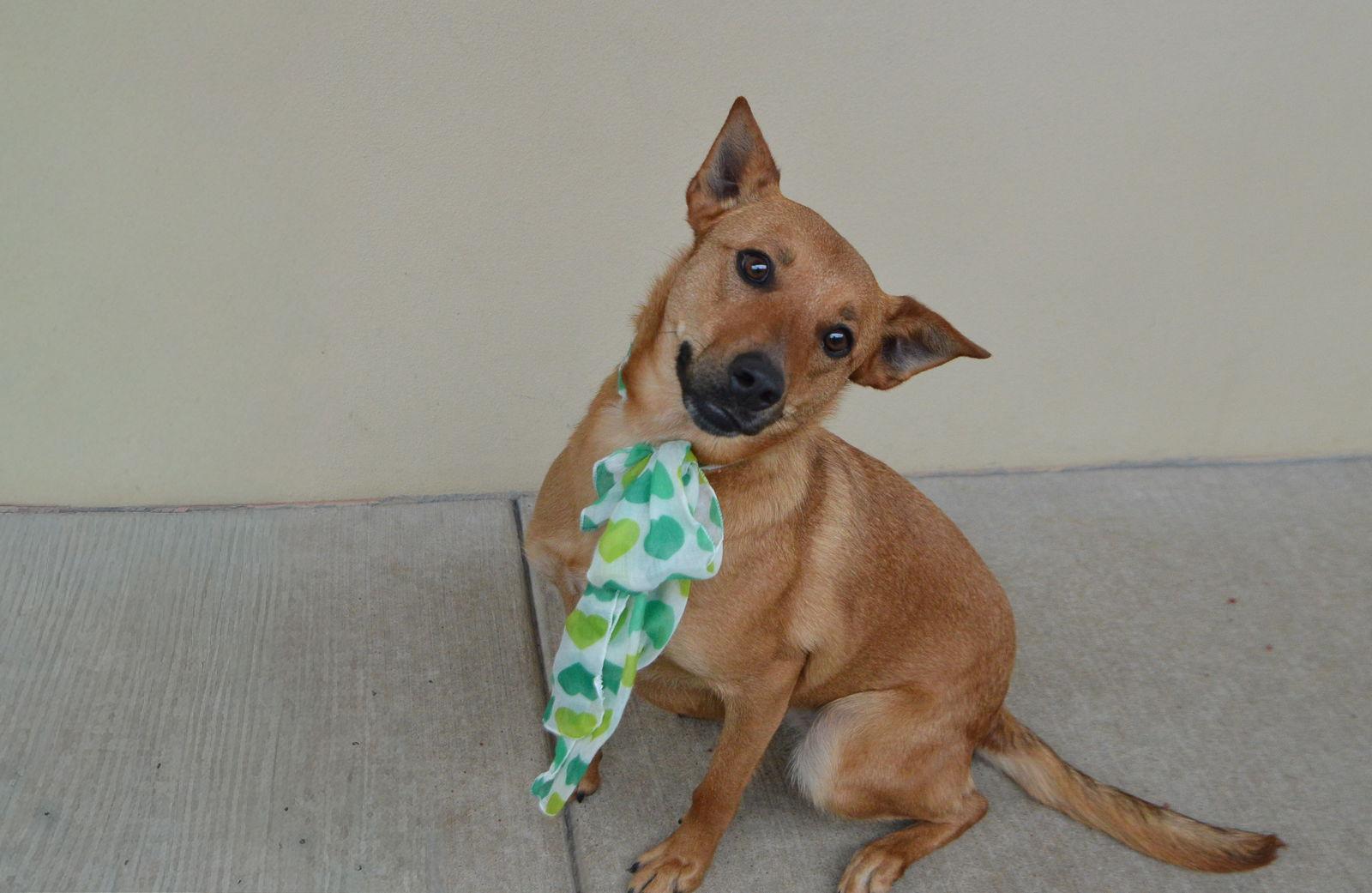 Reign, a Adoptable Shepherd in McKinney, TX image 1/3