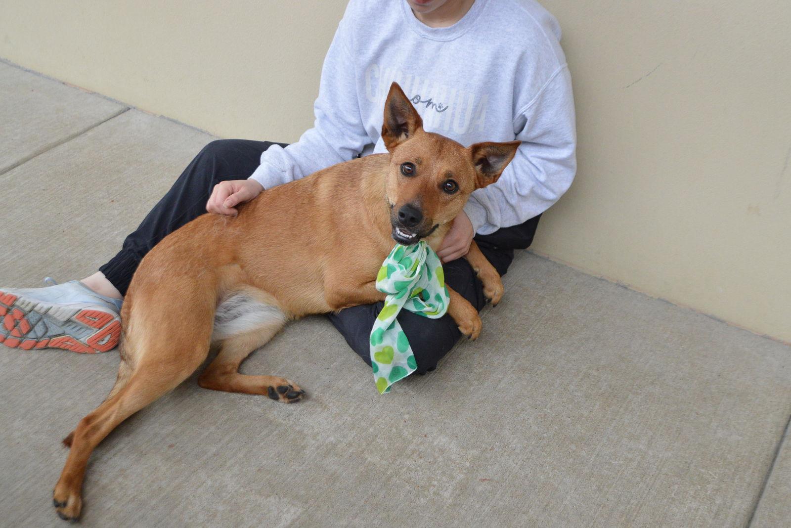 Reign, a Adoptable Shepherd in McKinney, TX image 2/3