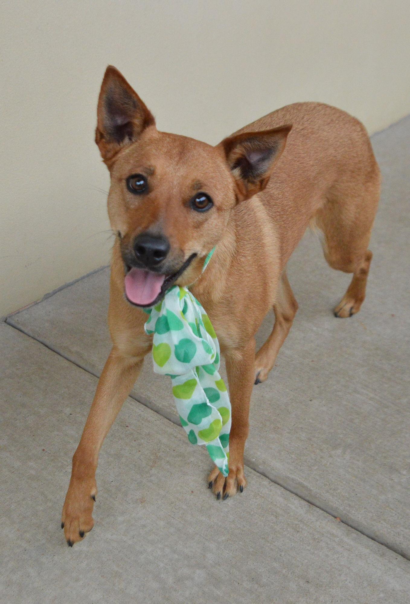 Reign, a Adoptable Shepherd in McKinney, TX image 3/3