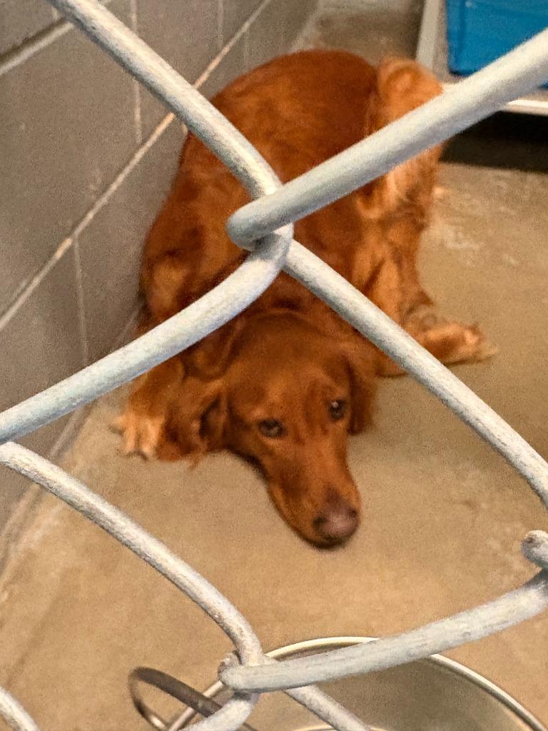 Millie, Adoptable, Adult Female Retriever.