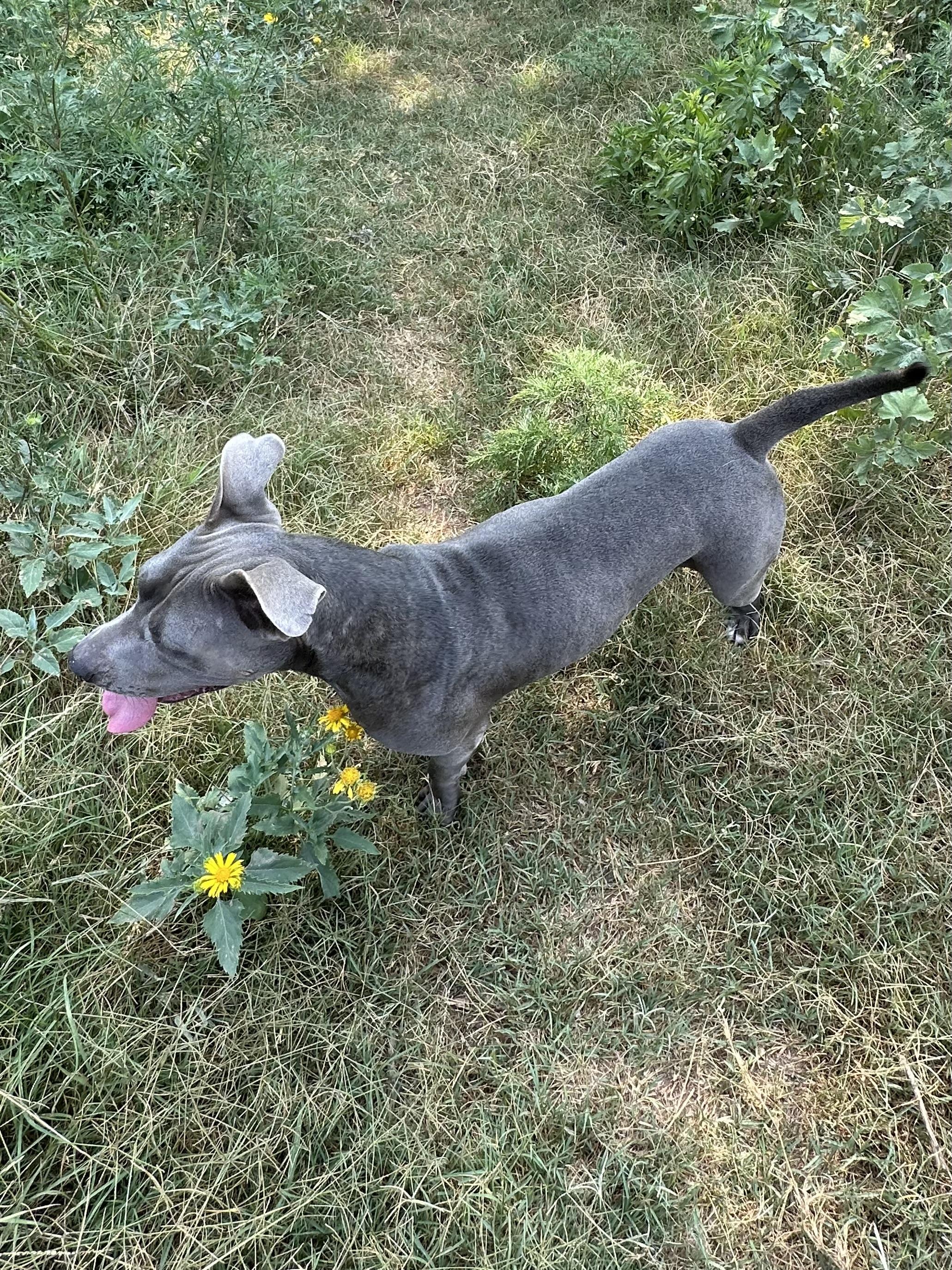 Cali, a ADOPTABLE mixed breed in Choctaw, OK image 4/4