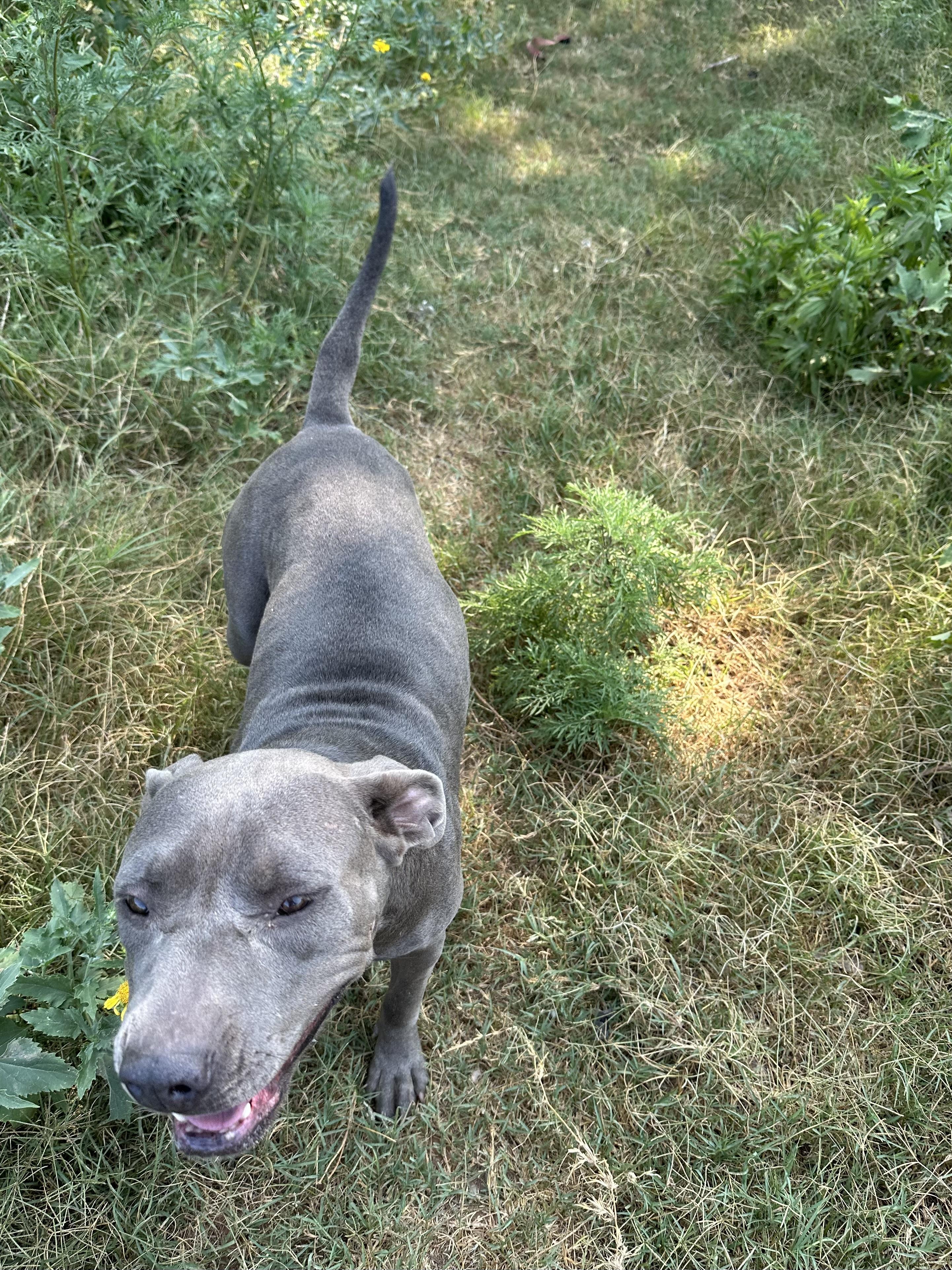 Cali, ADOPTABLE, Adult Female Pit Bull Terrier & American Staffordshire Terrier.