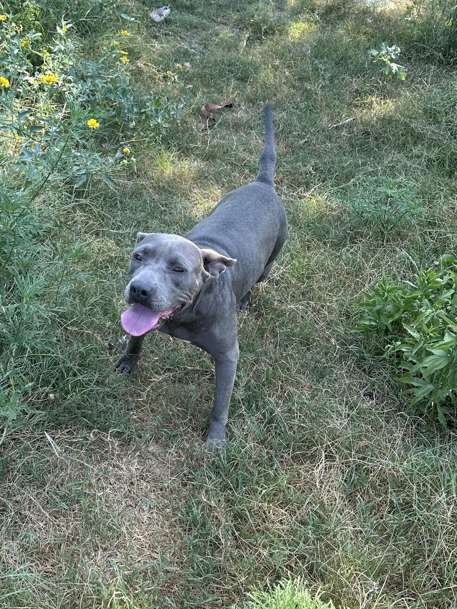 Cali, a ADOPTABLE mixed breed in Choctaw, OK image 2/4