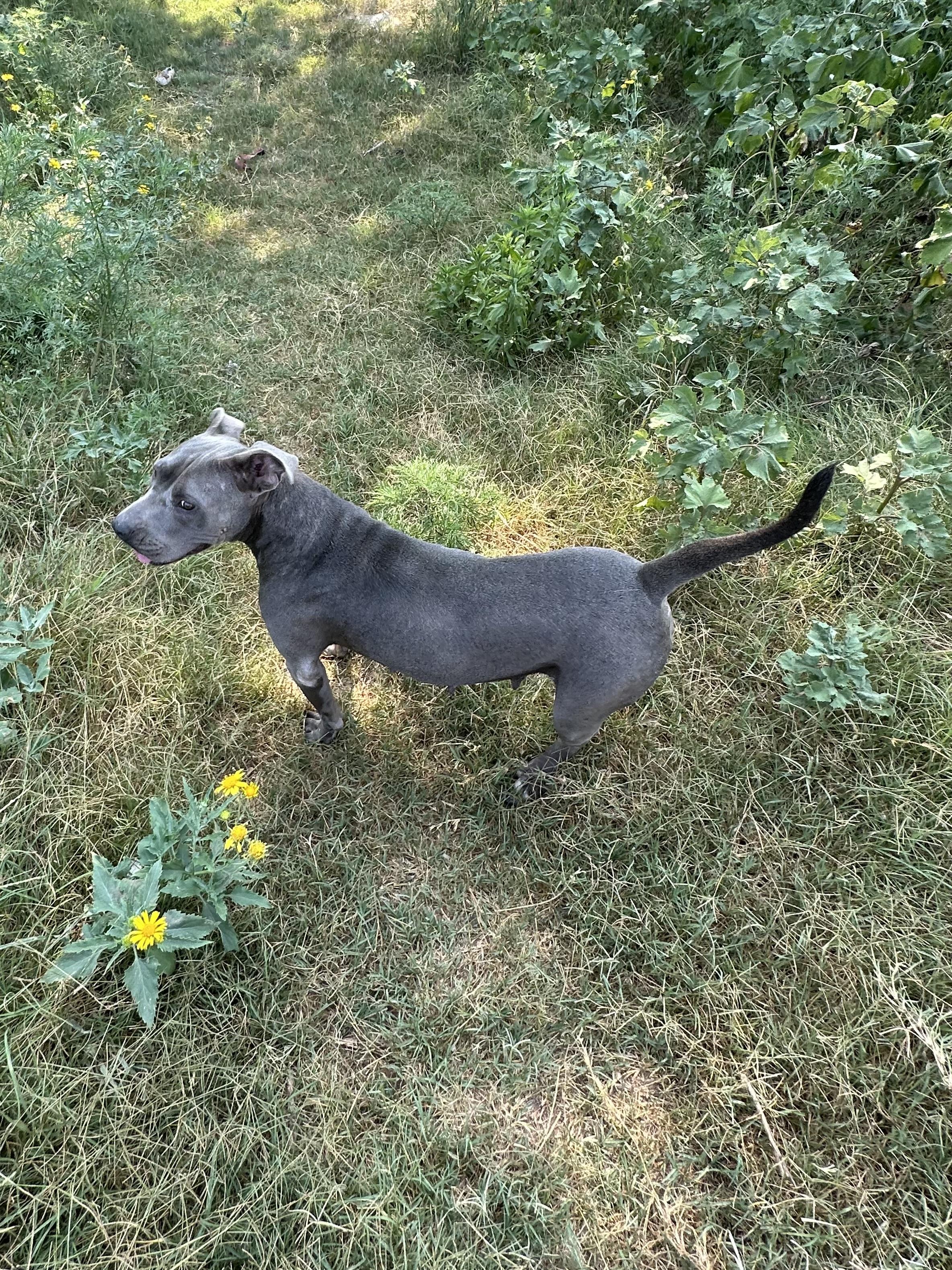 Cali, a ADOPTABLE mixed breed in Choctaw, OK image 3/4