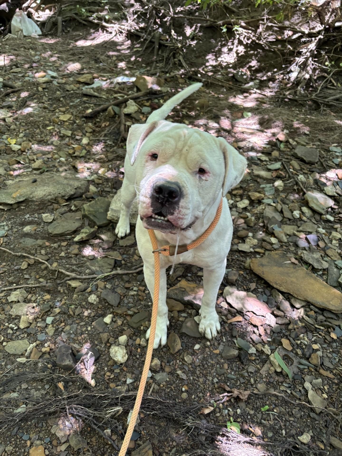 Enlarge KANE, a Adopted mixed breed in Glenpool, OK image 2/3