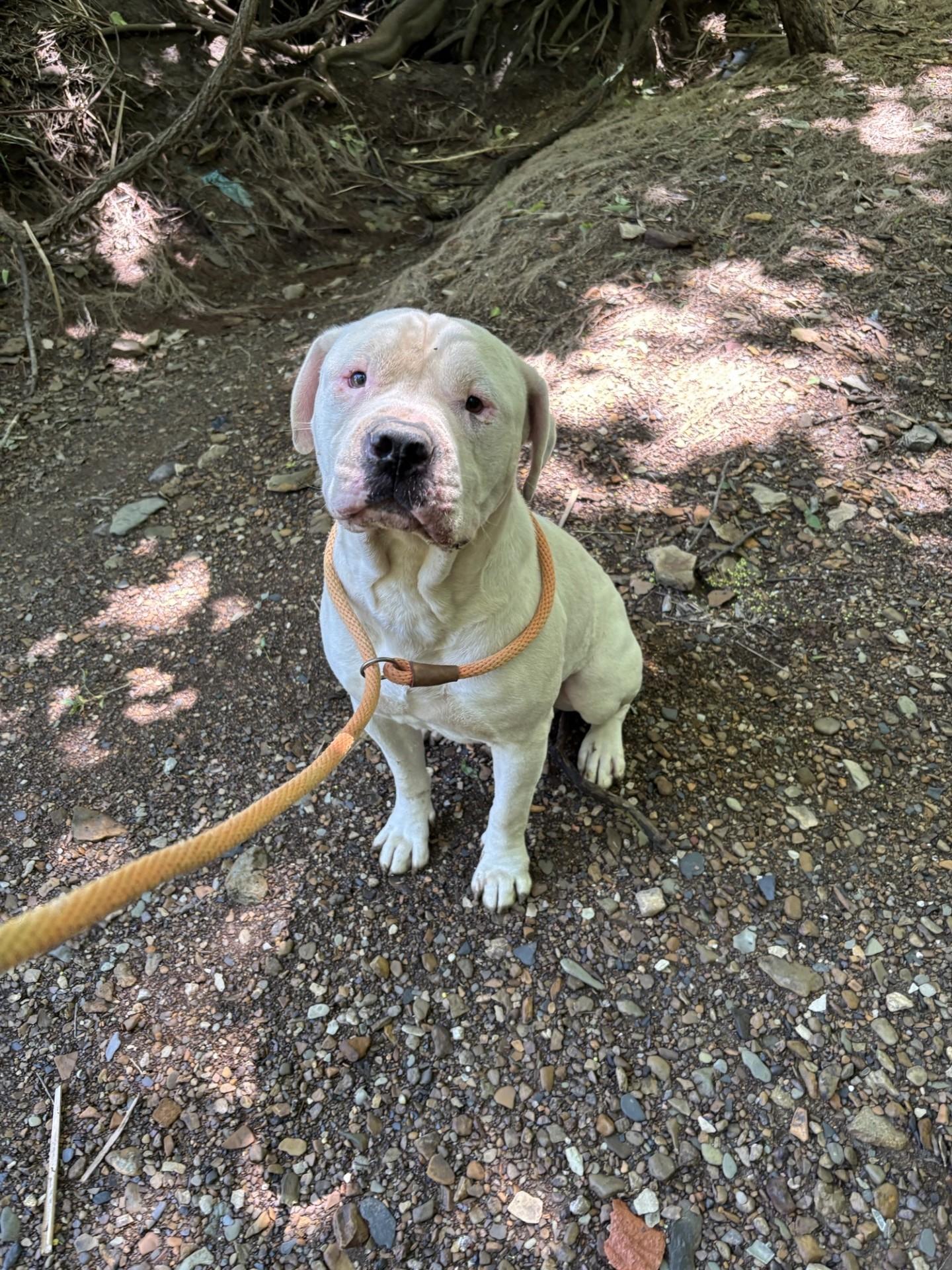 KANE, Adopted, Adult Male American Staffordshire Terrier.